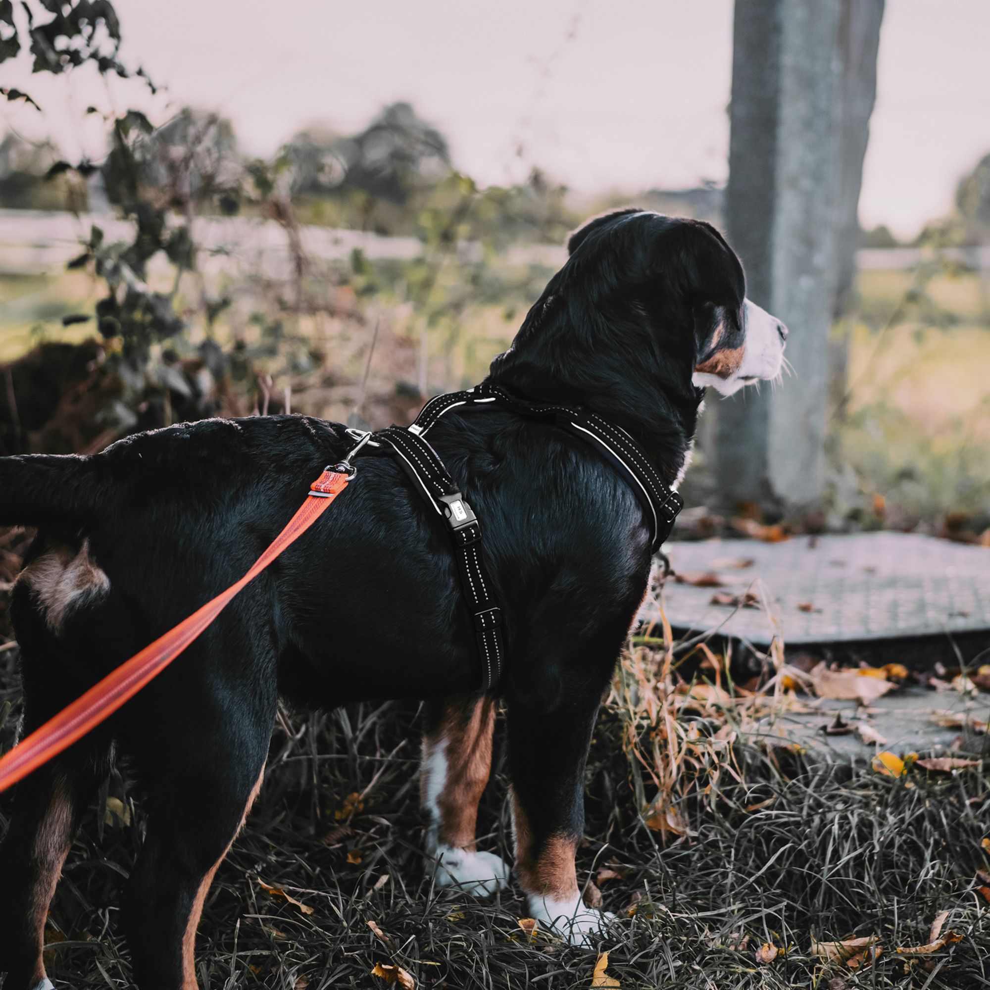 Hundegeschirr Y Geschirr | 59541-71_9.png