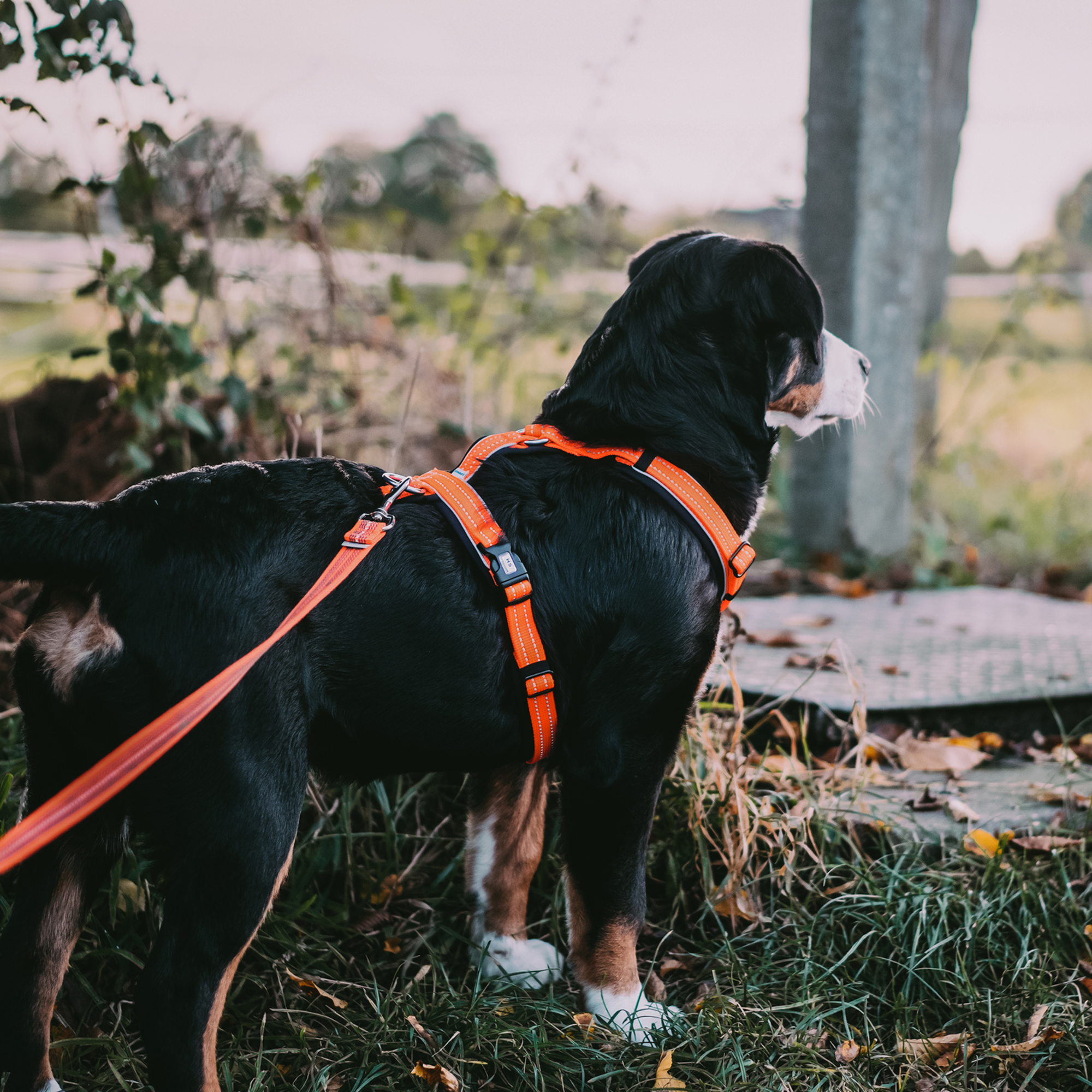 Hundegeschirr Y Geschirr | 59541-77_11.png
