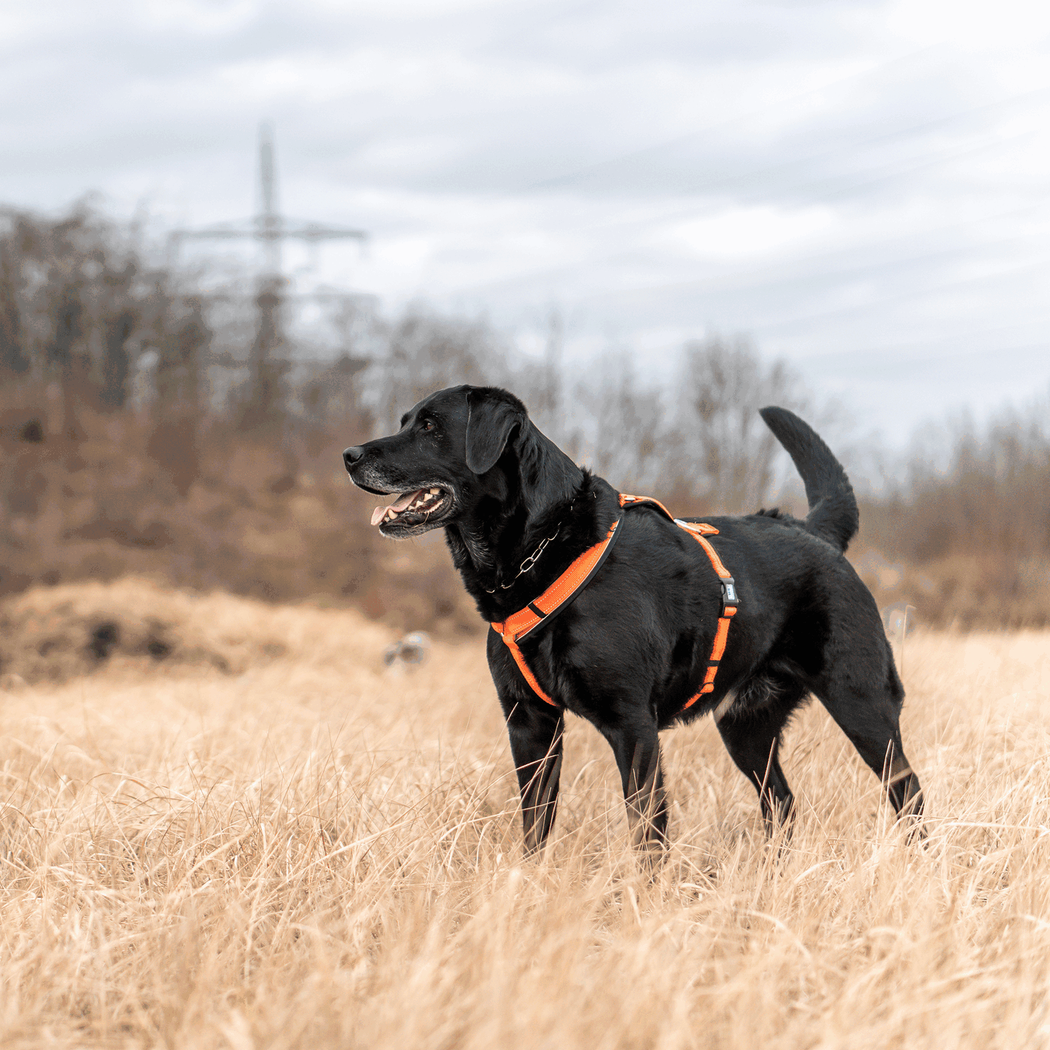 Hundegeschirr Y Geschirr | 59541-77_14.png | 1731102354