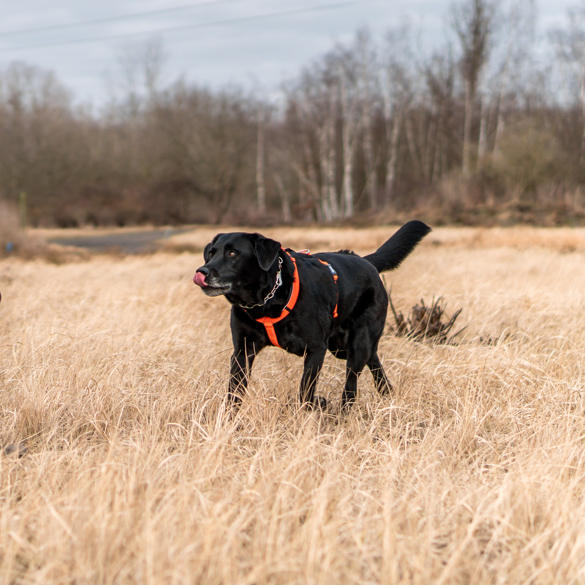 Hundegeschirr Y Geschirr | 59541-77_16.png