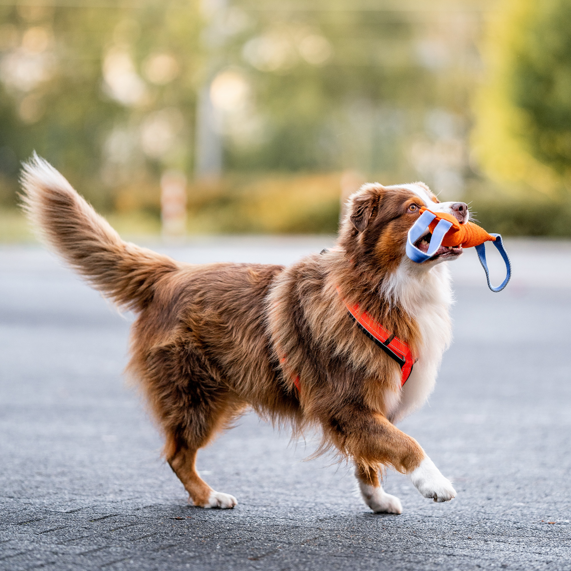 Hundegeschirr Y Geschirr | 59541-77_3.png