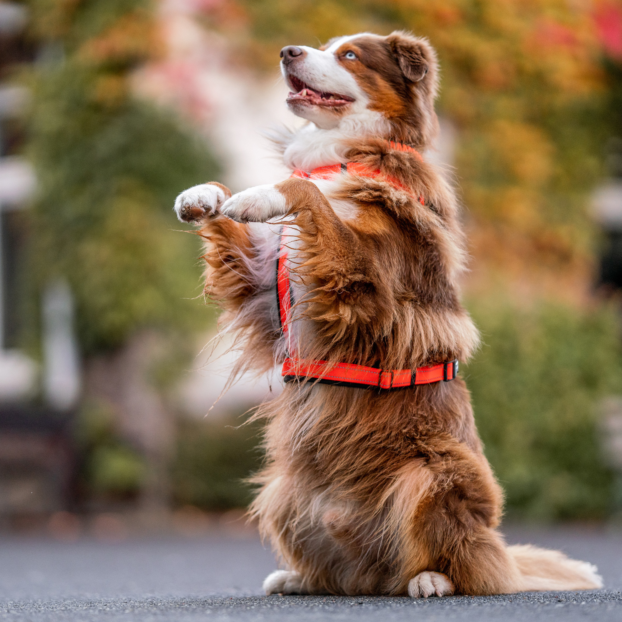 Hundegeschirr Y Geschirr | 59541-77_6.png