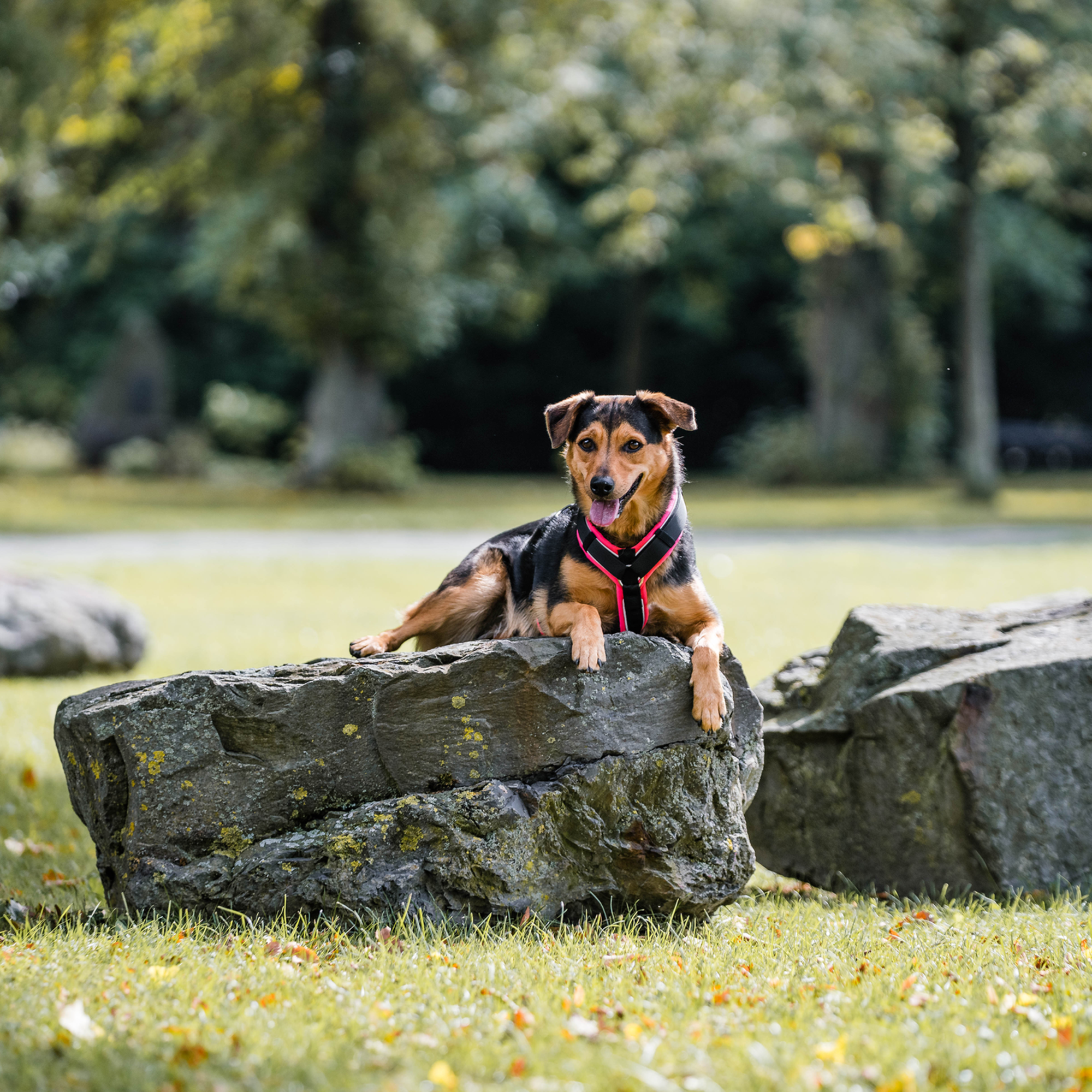 Hundegeschirr Y Geschirr 2 | 5954110070_2.png