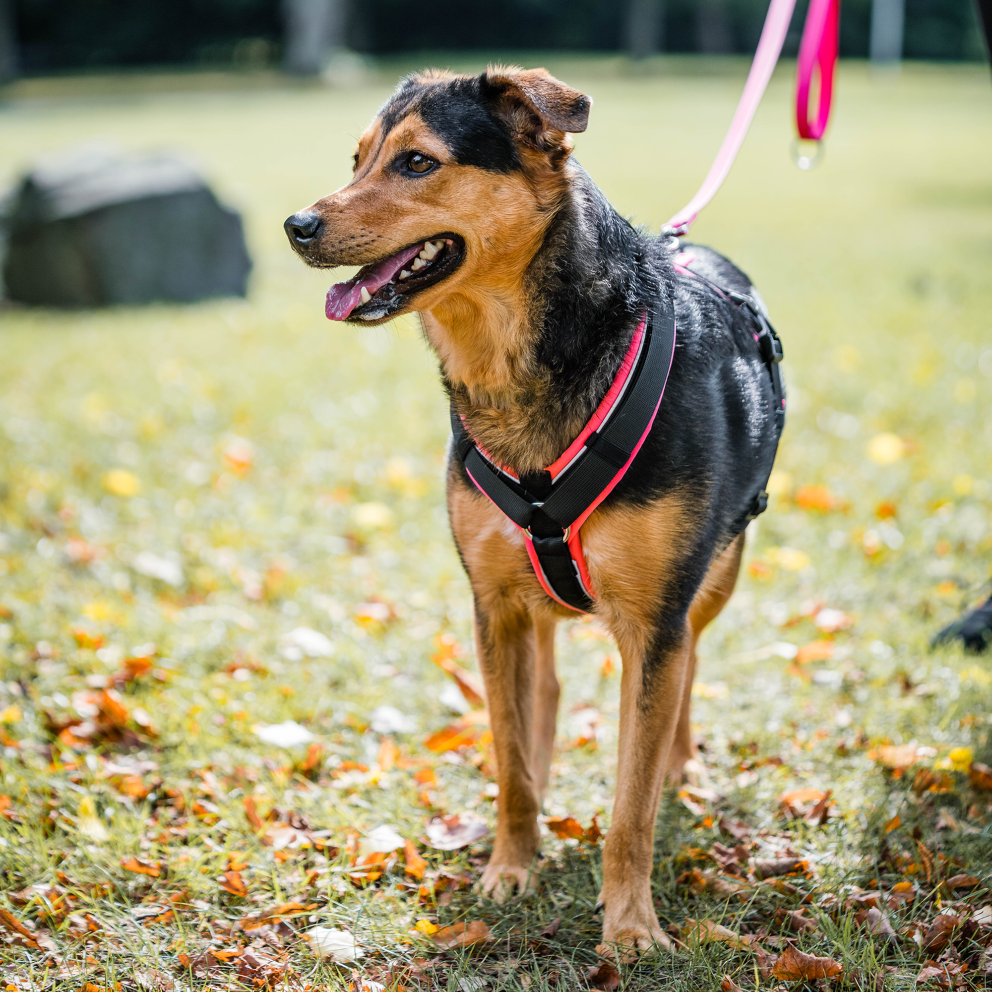 Hundegeschirr Y Geschirr 2 | 5954110070_3.png