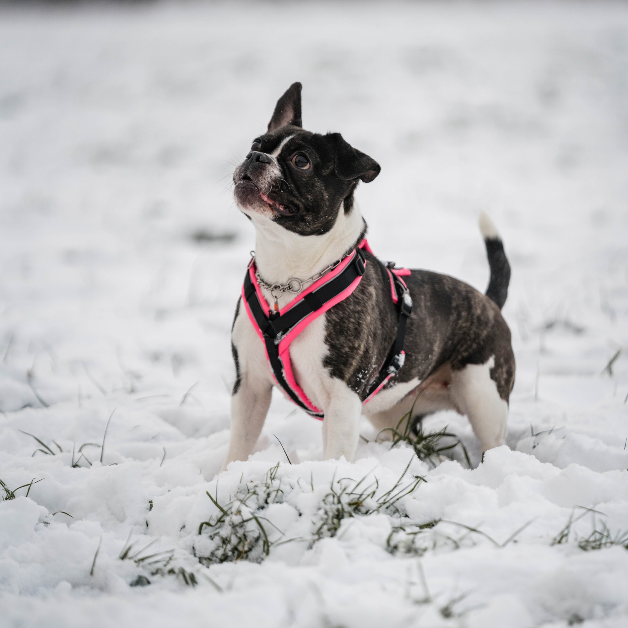 Hundegeschirr Y Geschirr 2 | 5954110070_4.png