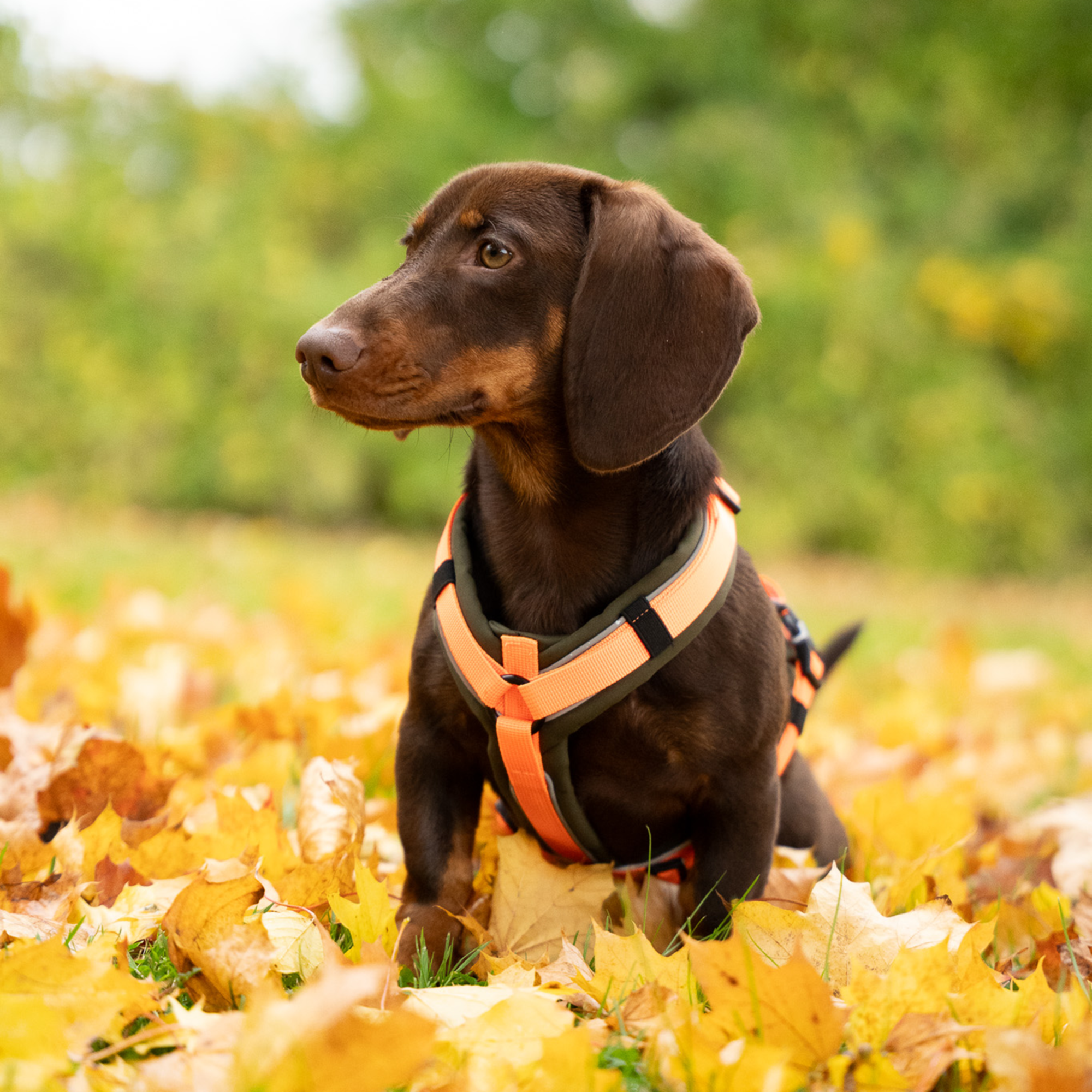 Hundegeschirr Y Geschirr 2 | 5954110073_1.png