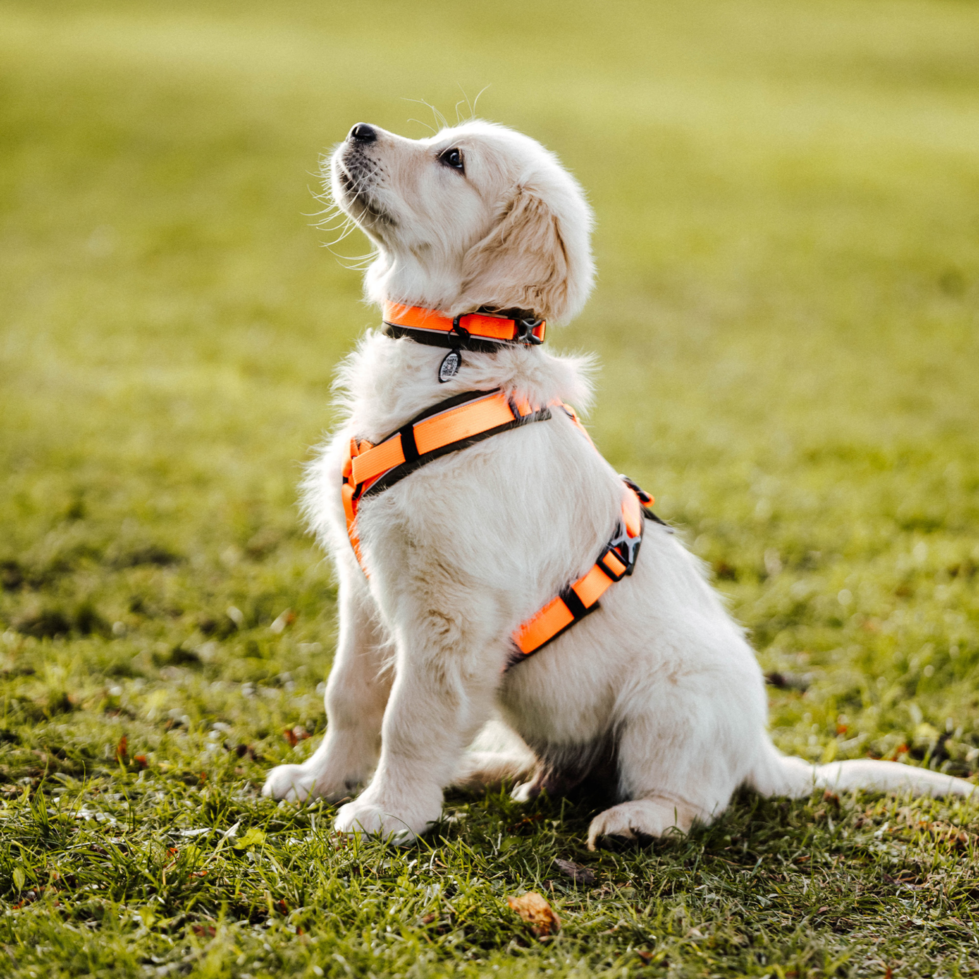 Hundegeschirr Y Geschirr 2 | 5954110073_10.png
