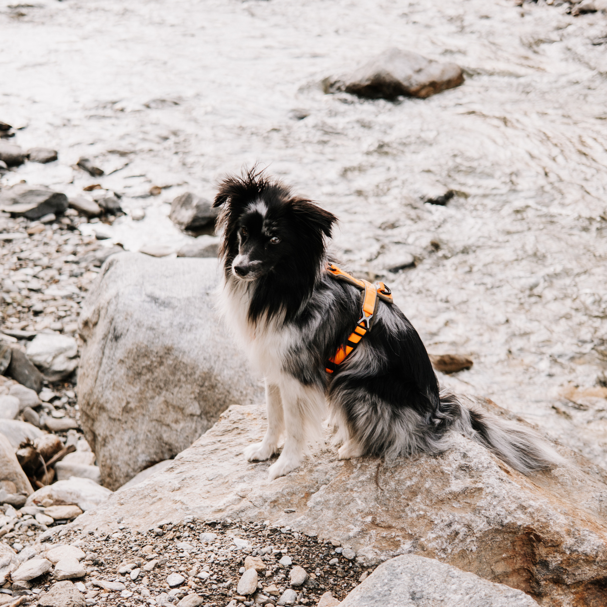 Hundegeschirr Y Geschirr 2 | 5954110073_12.png