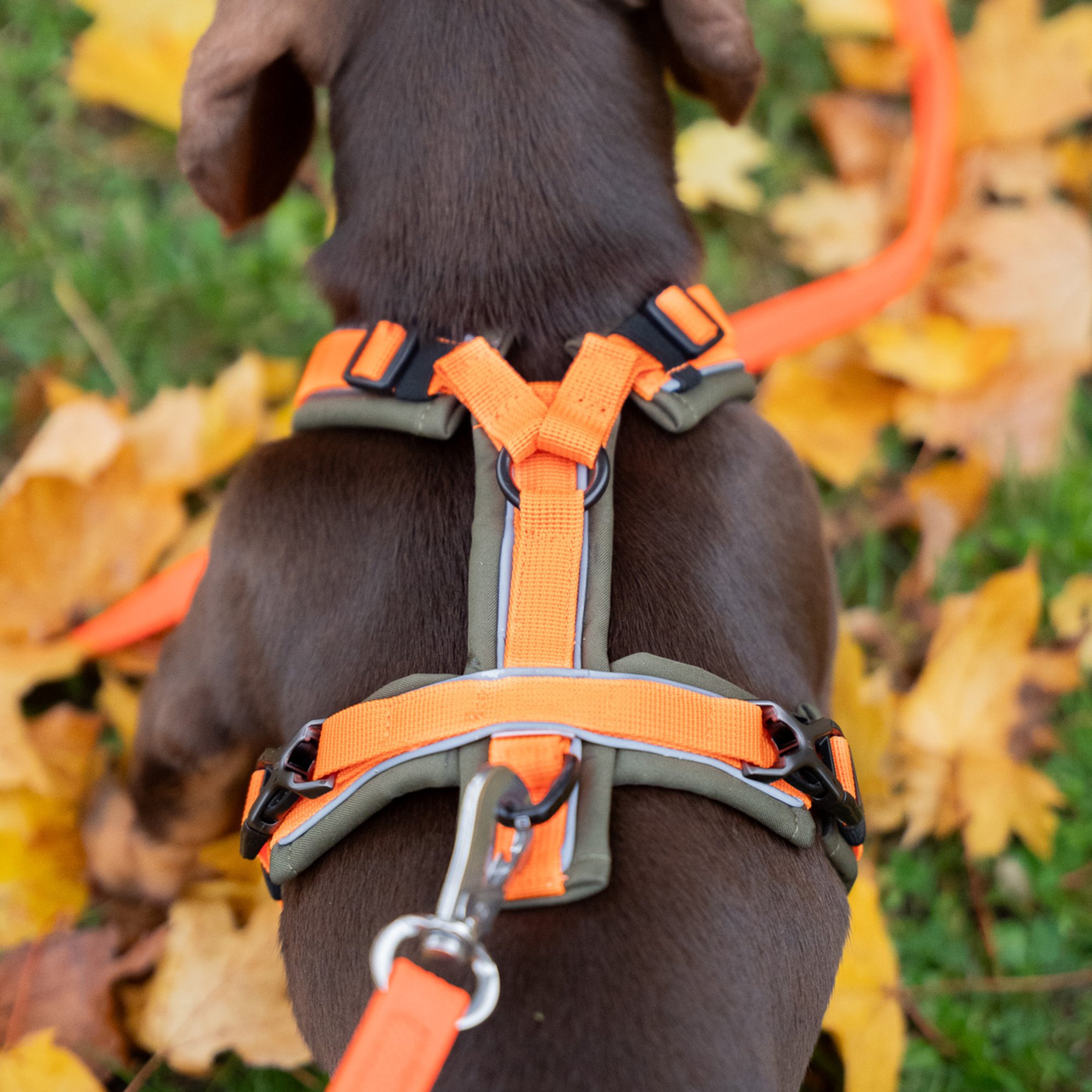 Hundegeschirr Y Geschirr 2 | 5954110073_3.png