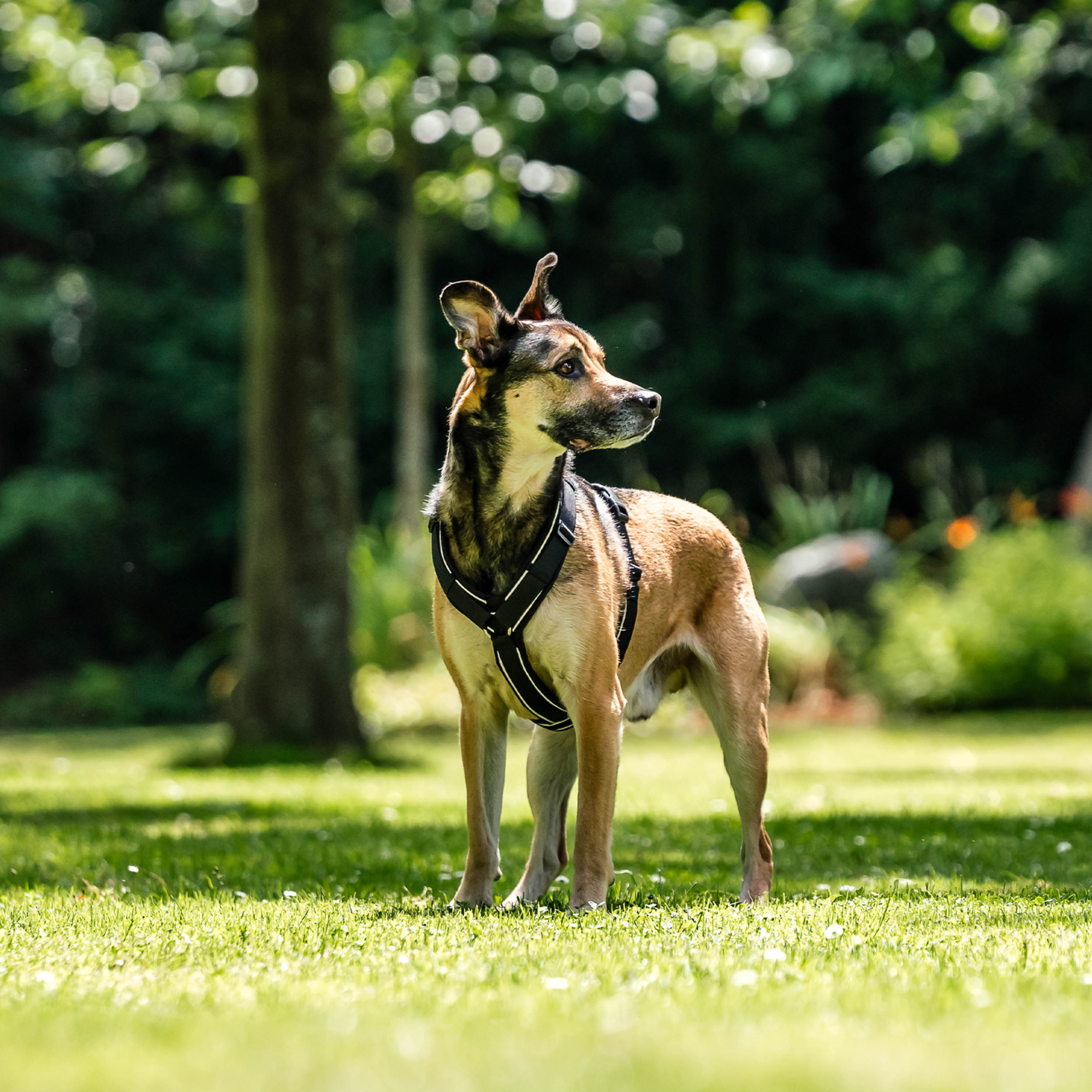 Hundegeschirr Y Geschirr 2 | 5954110371_03.png