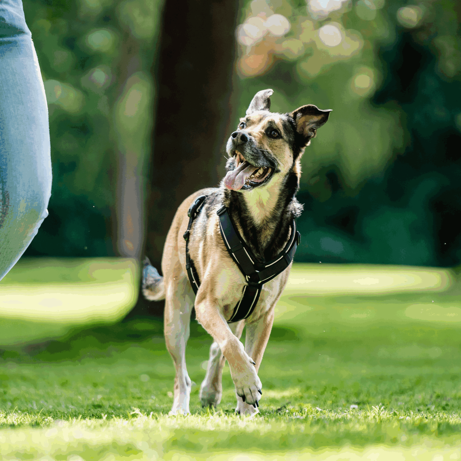 Hundegeschirr Y Geschirr 2  | 5954110371_04.png | 1731102365
