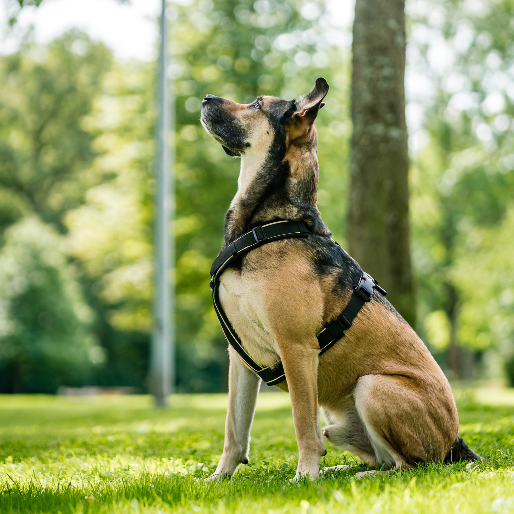 Hundegeschirr Y Geschirr 2 | 5954110371_05.png