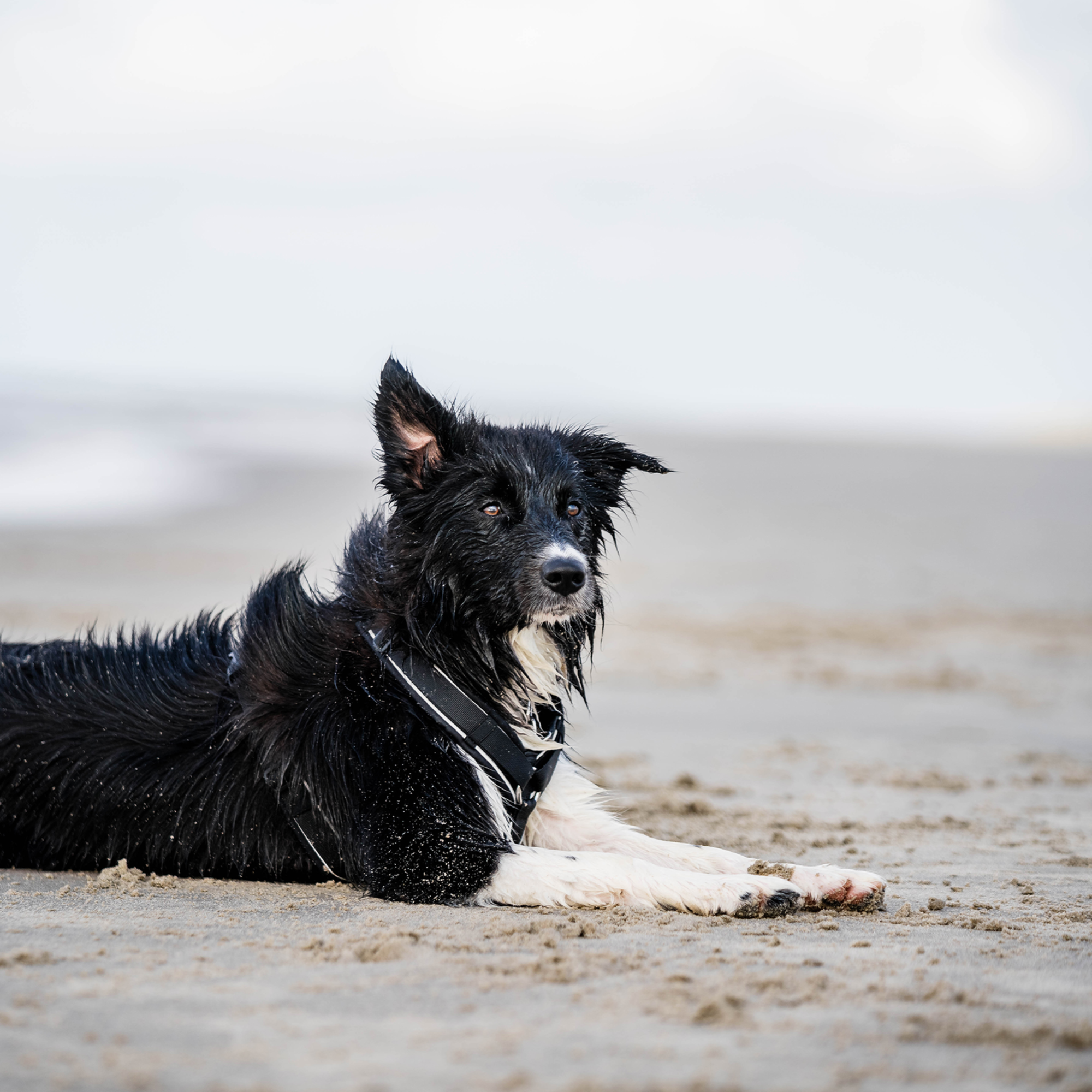 Hundegeschirr Y Geschirr 2 | 5954110371_06.png