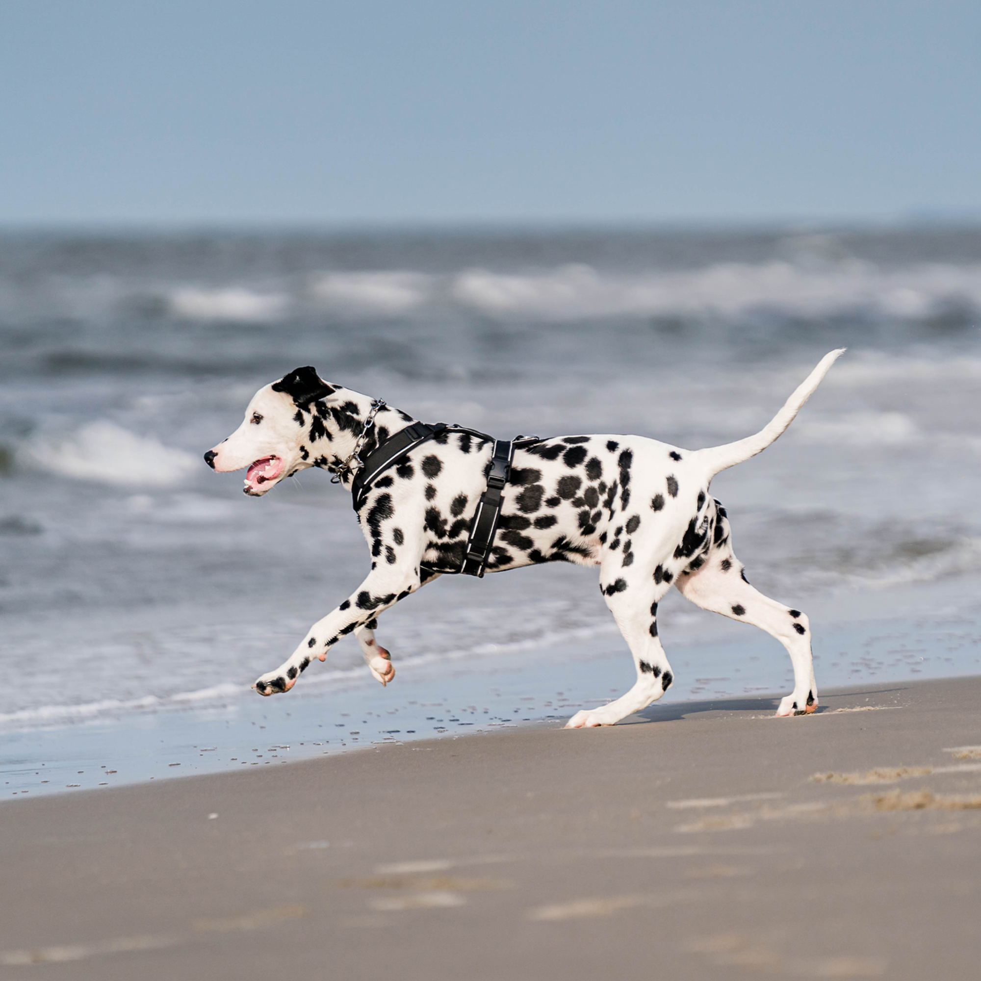 Hundegeschirr Y Geschirr 2 | 5954110371_07.png