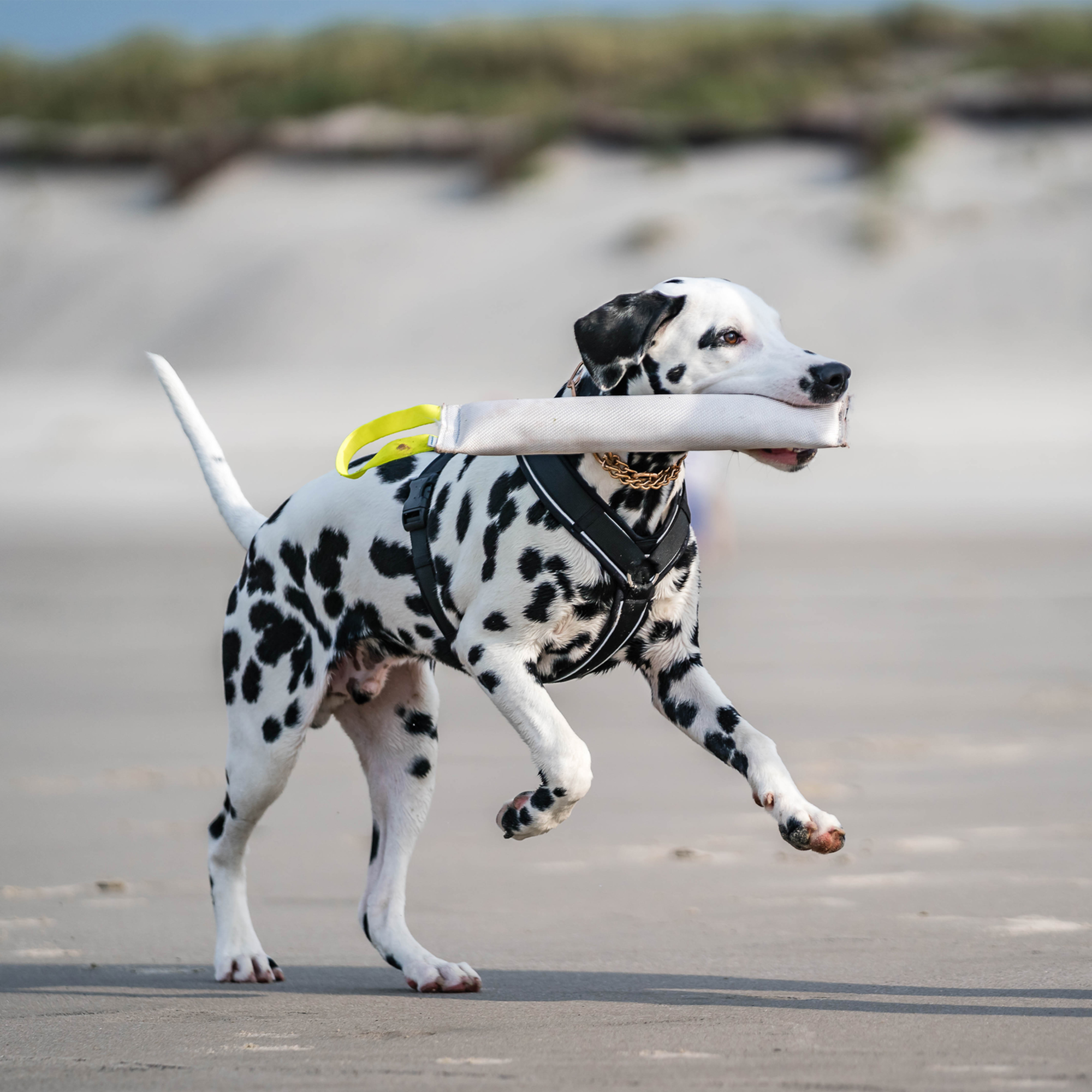 Hundegeschirr Y Geschirr 2 | 5954110371_09.png