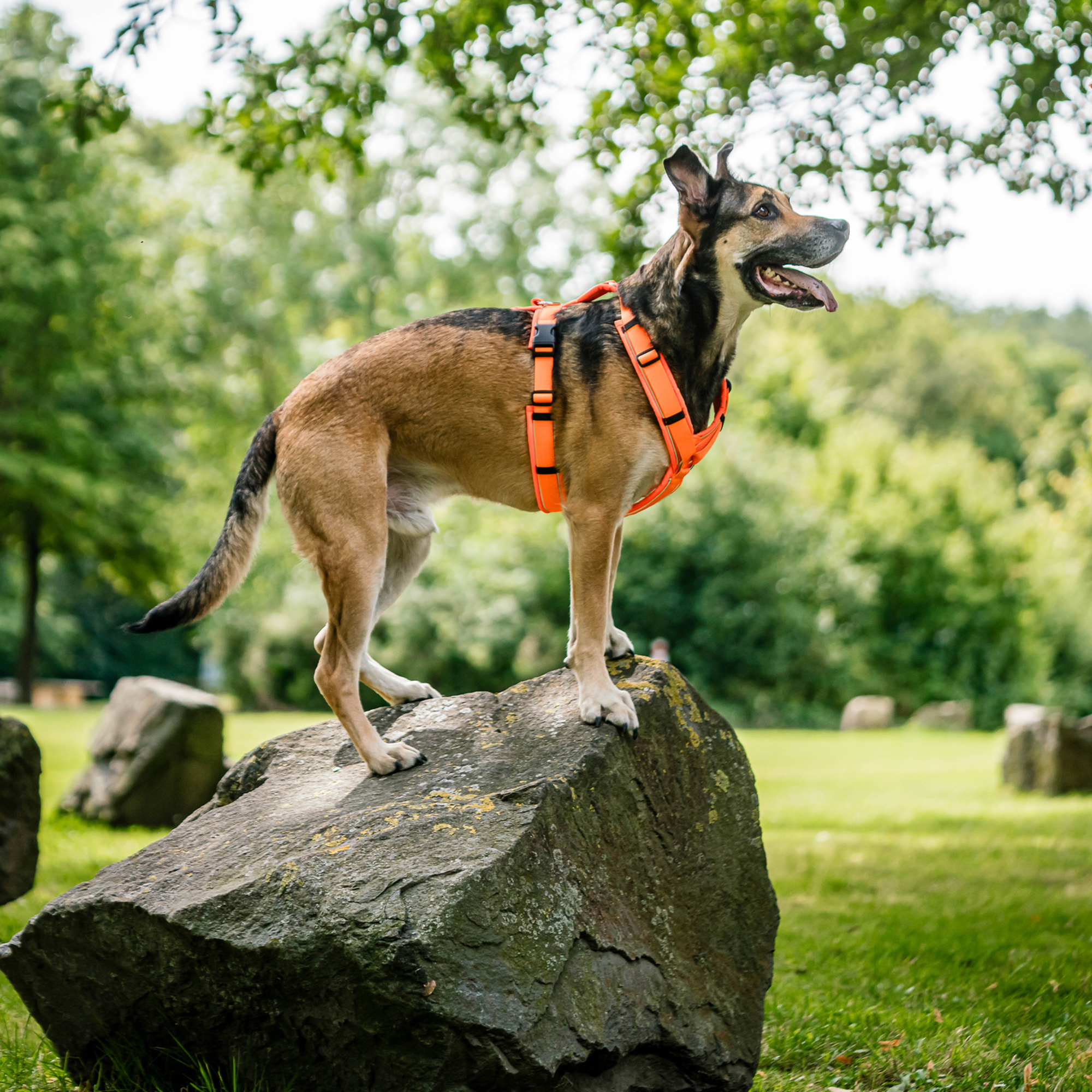 Hundegeschirr Y Geschirr 2 | 5954110377_07.png