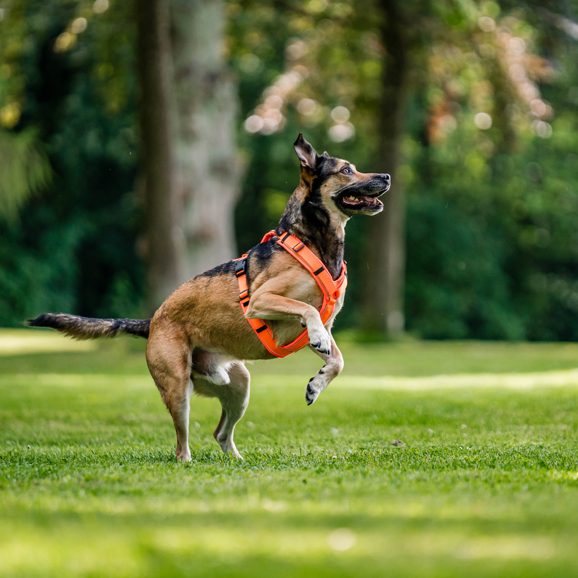 Hundegeschirr Y Geschirr 2 | 5954110377_08.png