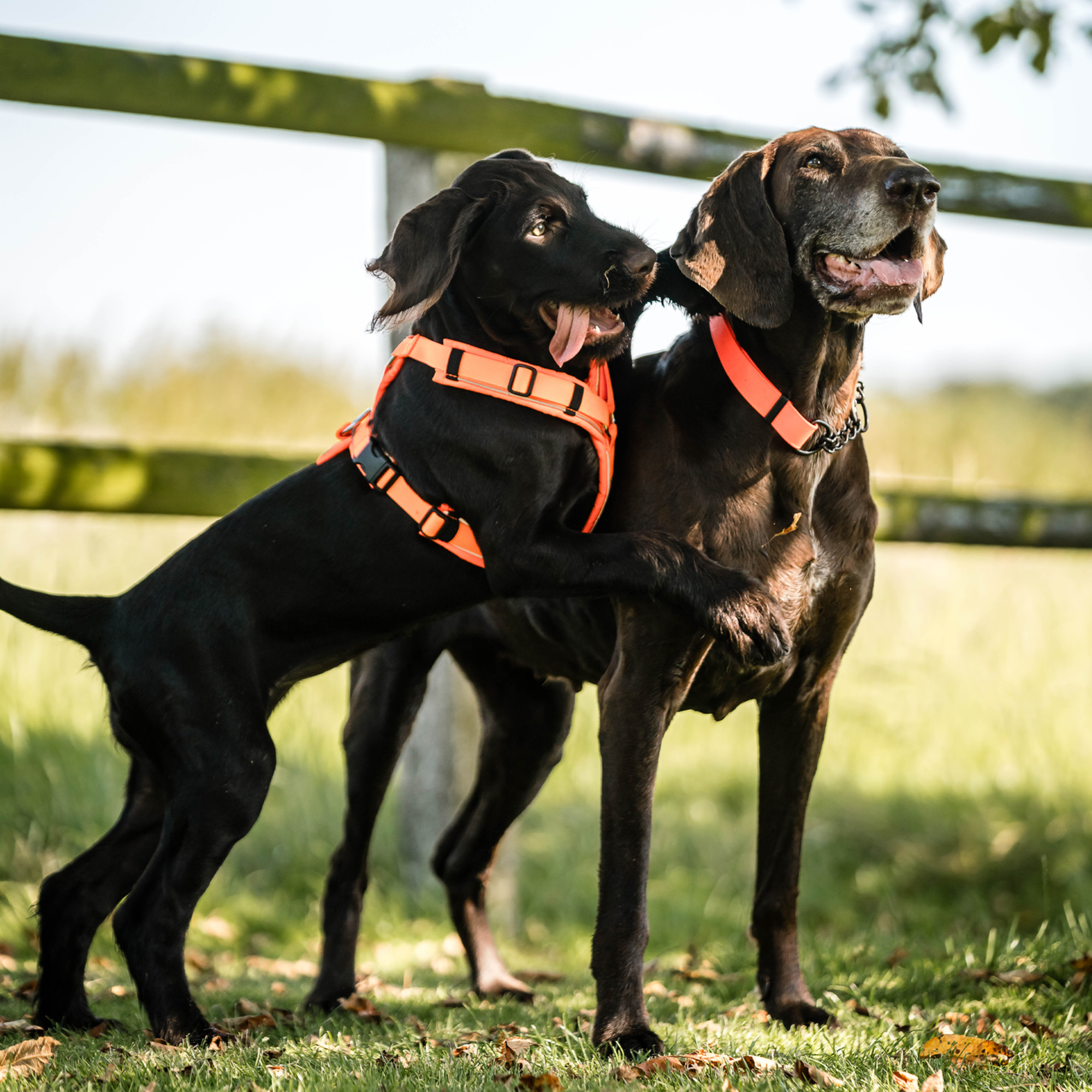 Hundegeschirr Y Geschirr 2 | 5954110377_11.png
