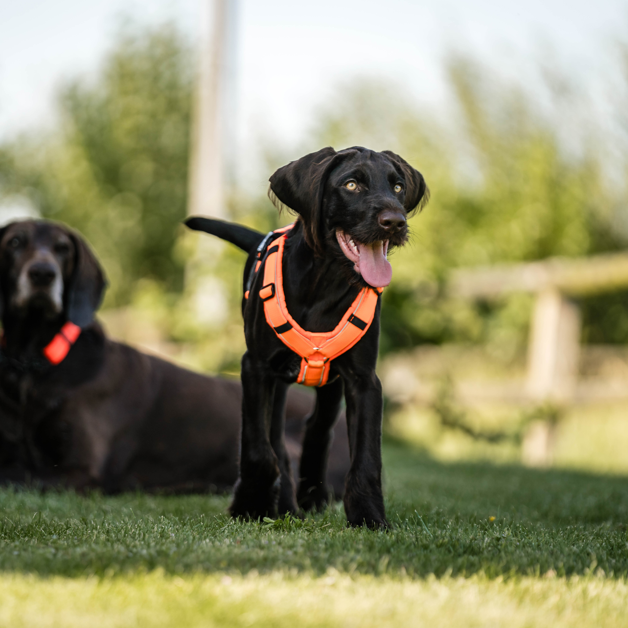 Hundegeschirr Y Geschirr 2 | 5954110377_15.png