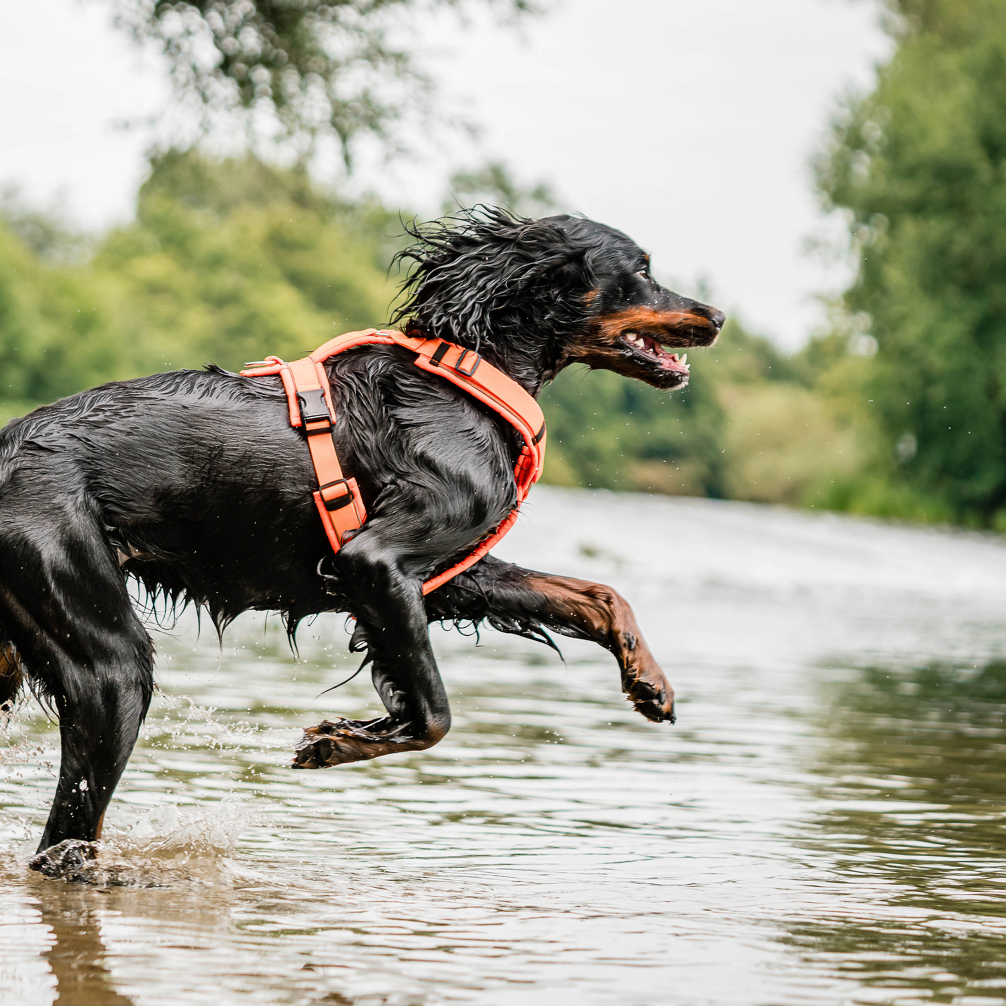 Hundegeschirr Y Geschirr 2 | 5954110377_17.png