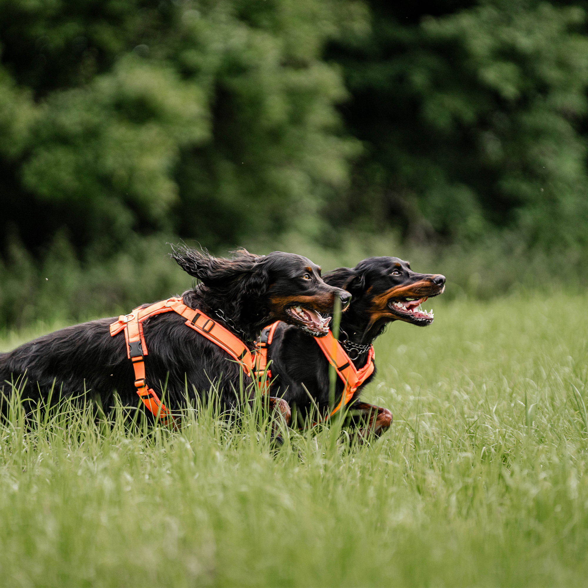 Hundegeschirr Y Geschirr 2 | 5954110377_18.png