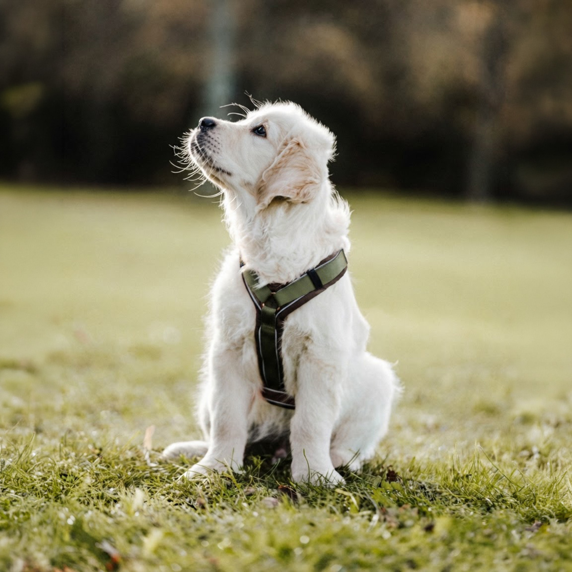Hundegeschirr Y Geschirr 2 | 59541_75_4.png