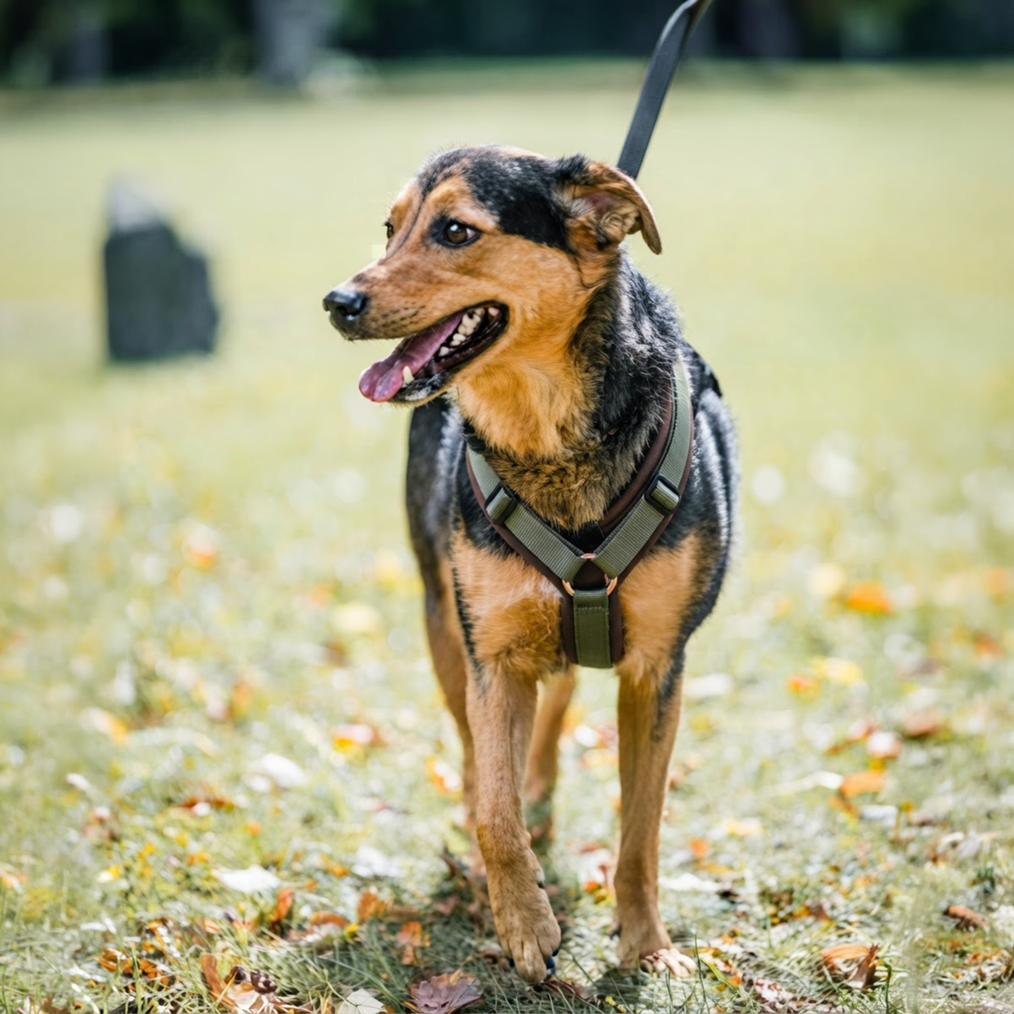 Hundegeschirr Y Geschirr 2 | 59541_75_6.png