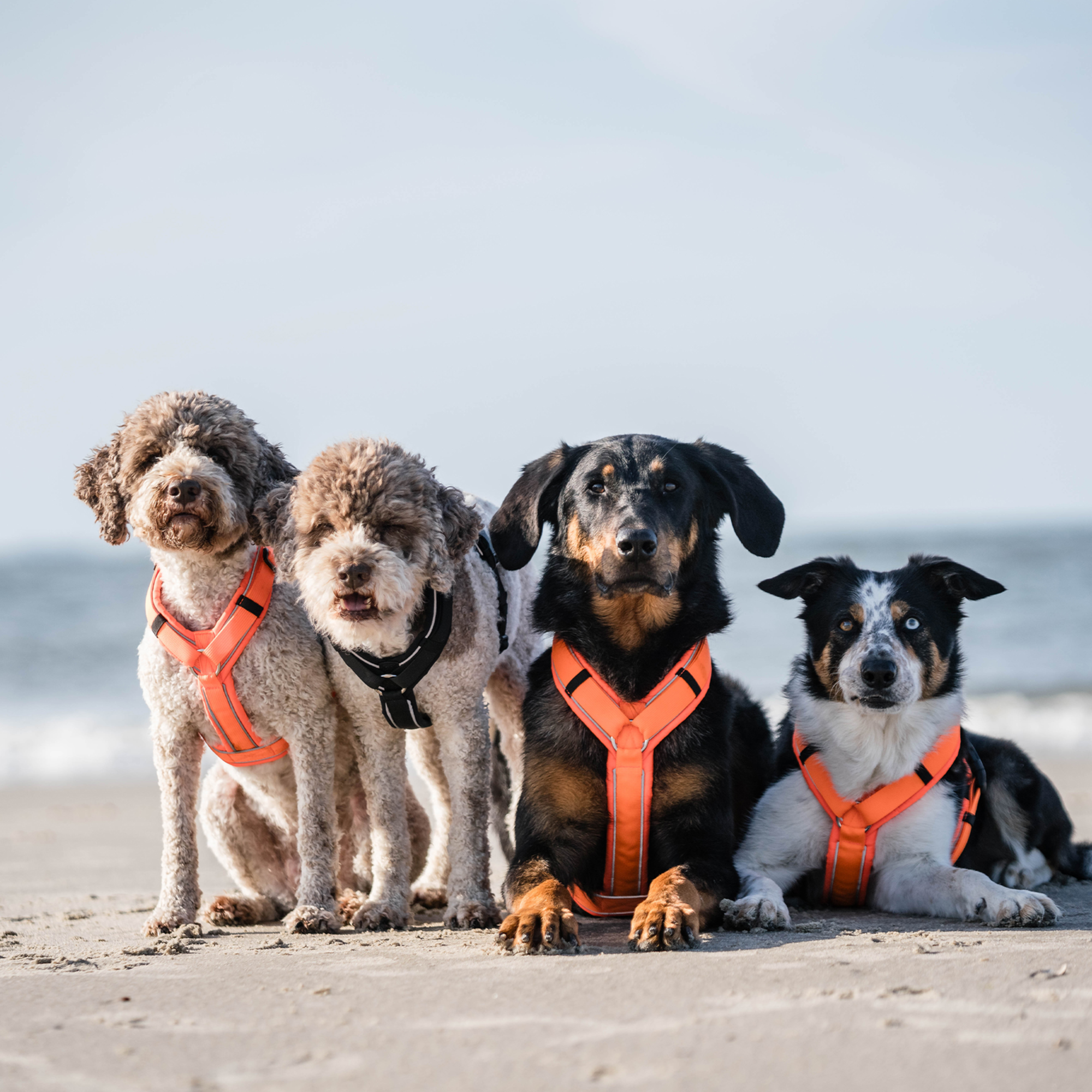 Hundegeschirr Y Geschirr 2 | 59541_neu_01.png