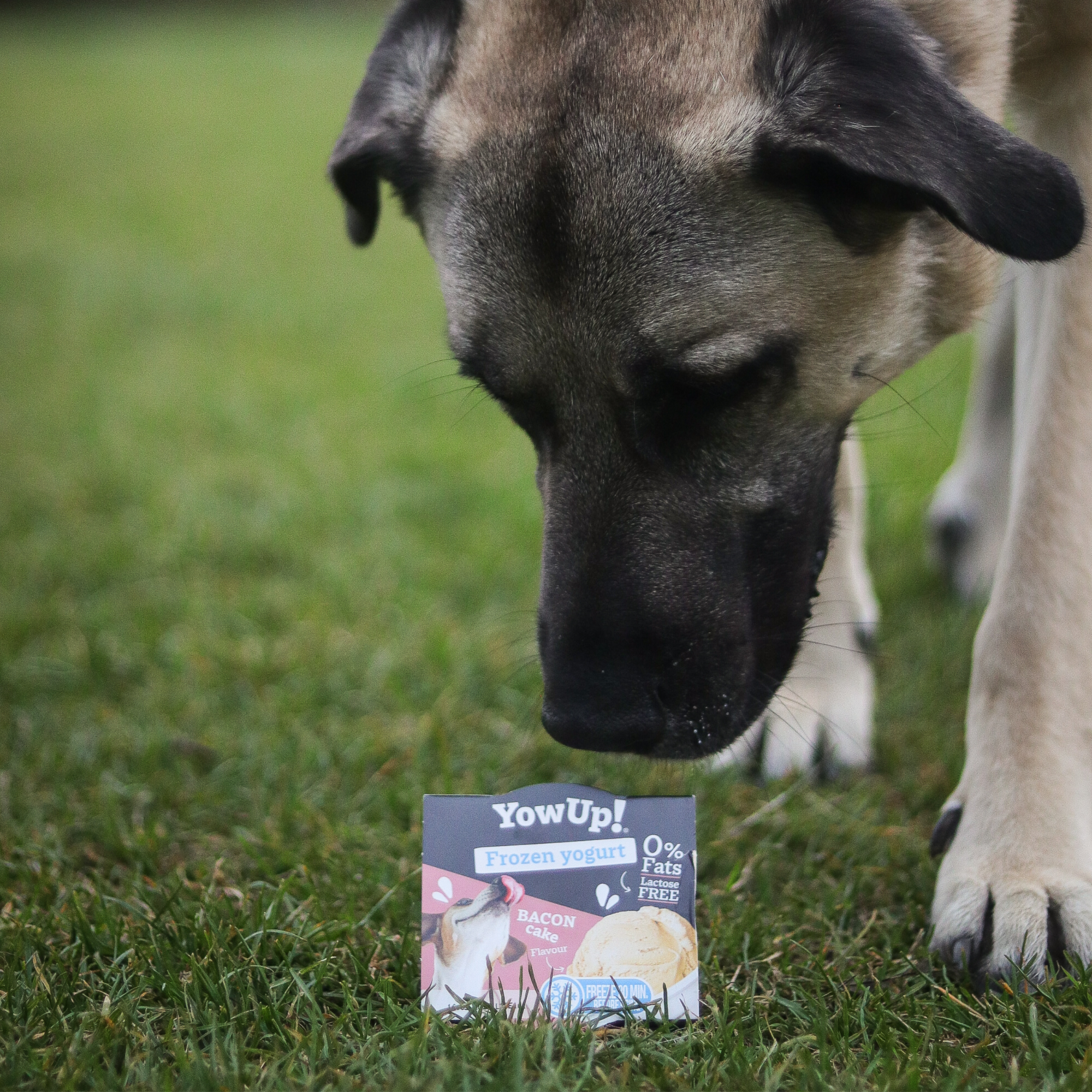 YowUp! Hunde Frozen Yogurt 110g (Box 12 Stück) | 5998000100_02.png