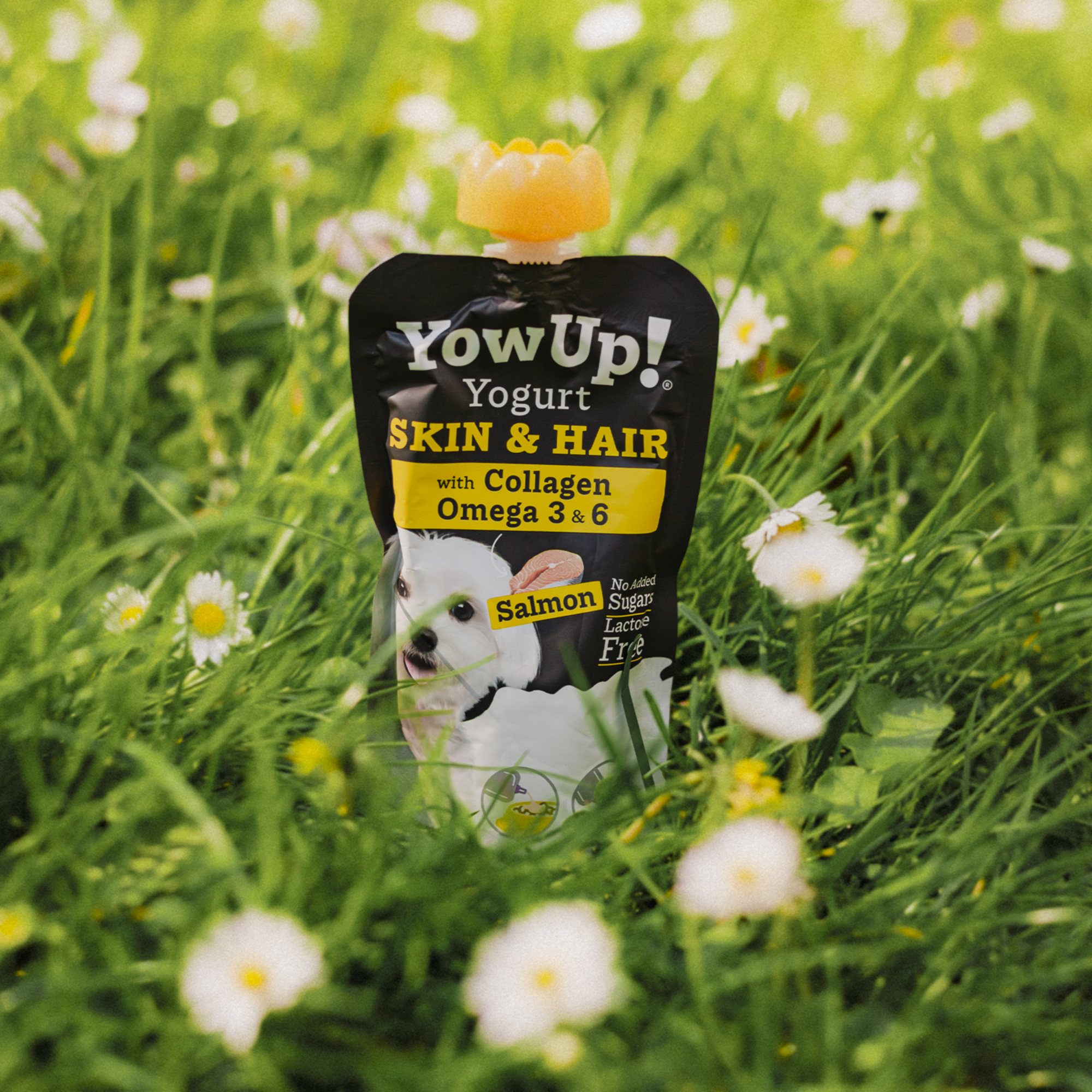 YowUp! Hunde Joghurt 115g (Box 10 Stück) | 5999000300_02.png