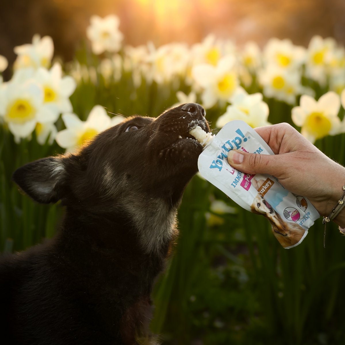 YowUp! Hunde Joghurt 115g (Box 10 Stück) | 5999000400_5.png