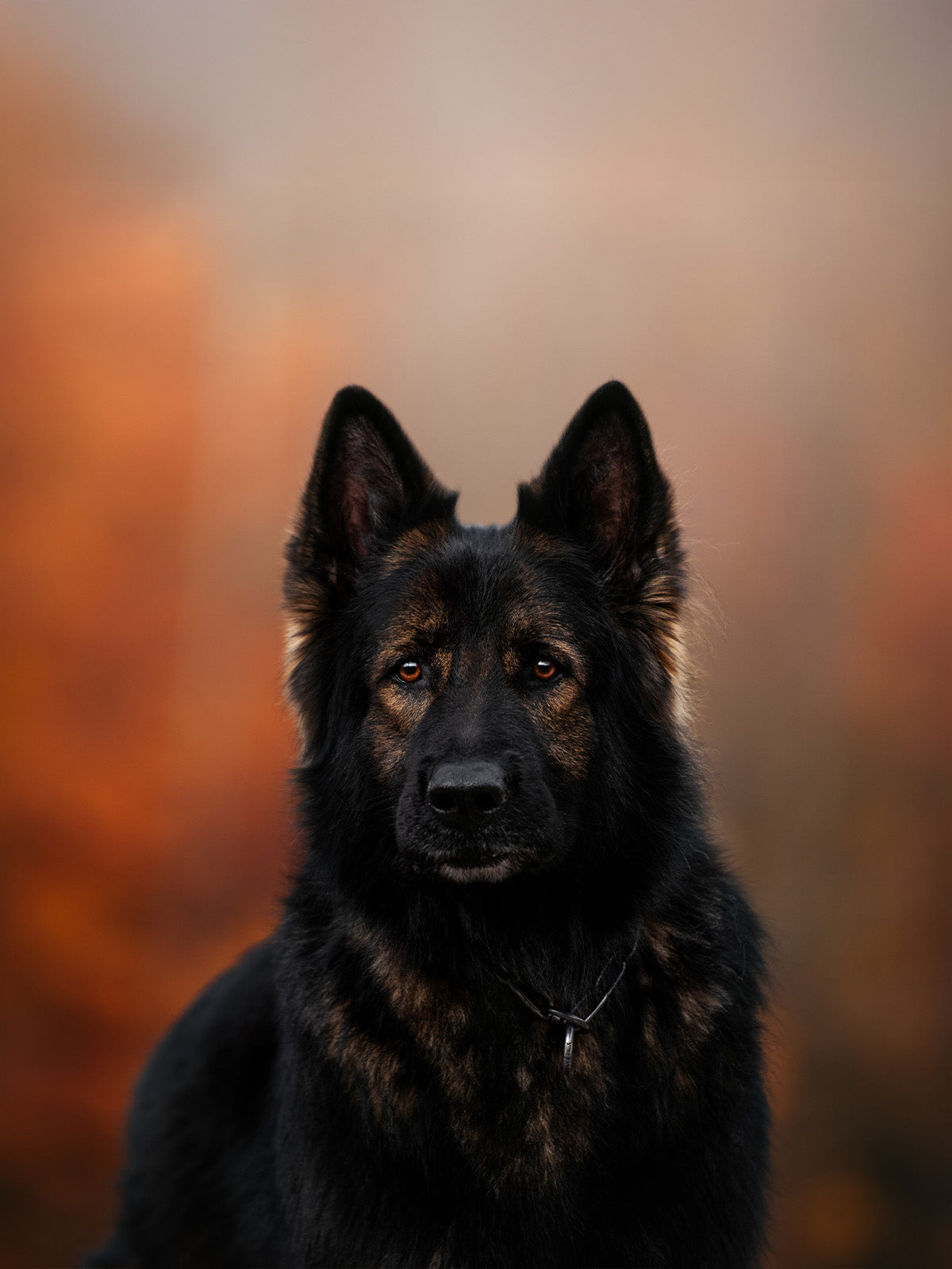 Silbernes Kettenhalsband an Schäferhund