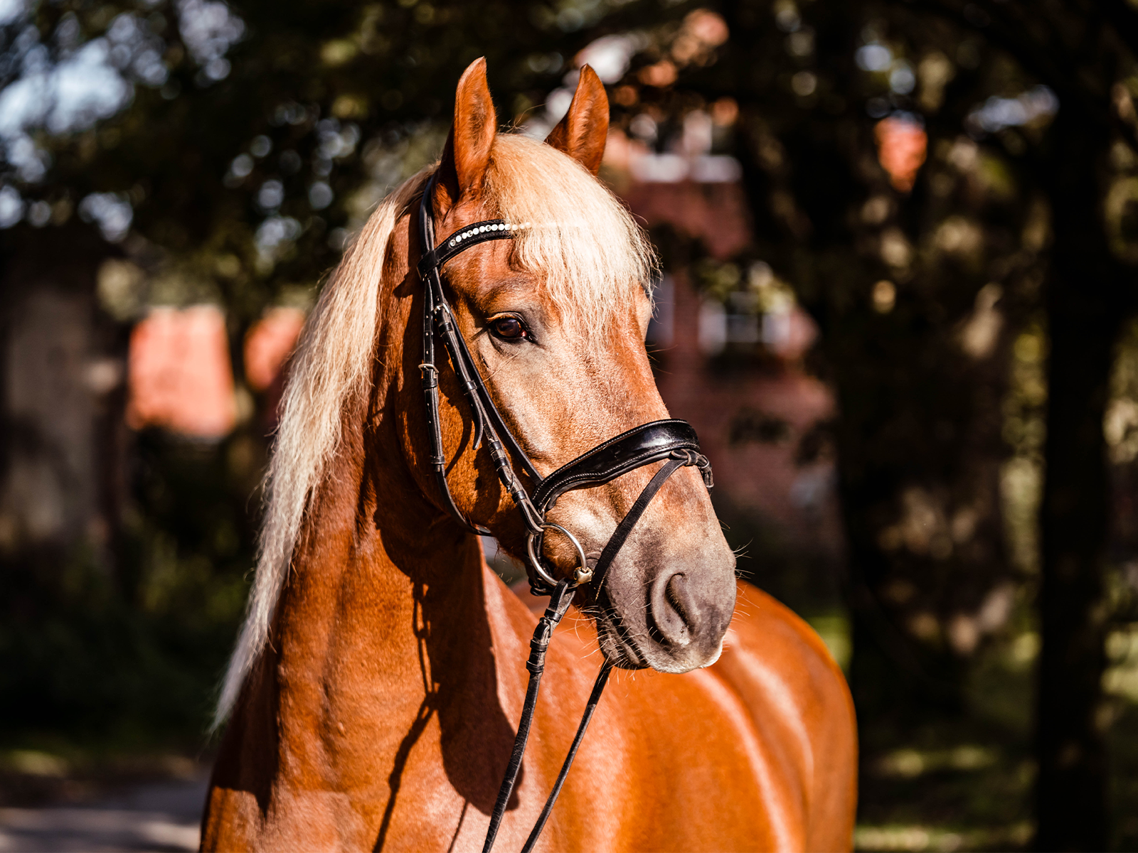 Ein braunes Pferd mit einer auffälligen blonden Mähne steht im Freien. Es trägt ein schwarzes Reithalfter und die Umgebung zeigt verschwommene grüne Bäume und einen historischen Hintergrund. Das Licht ist warm und betont die Details des Pferdes.