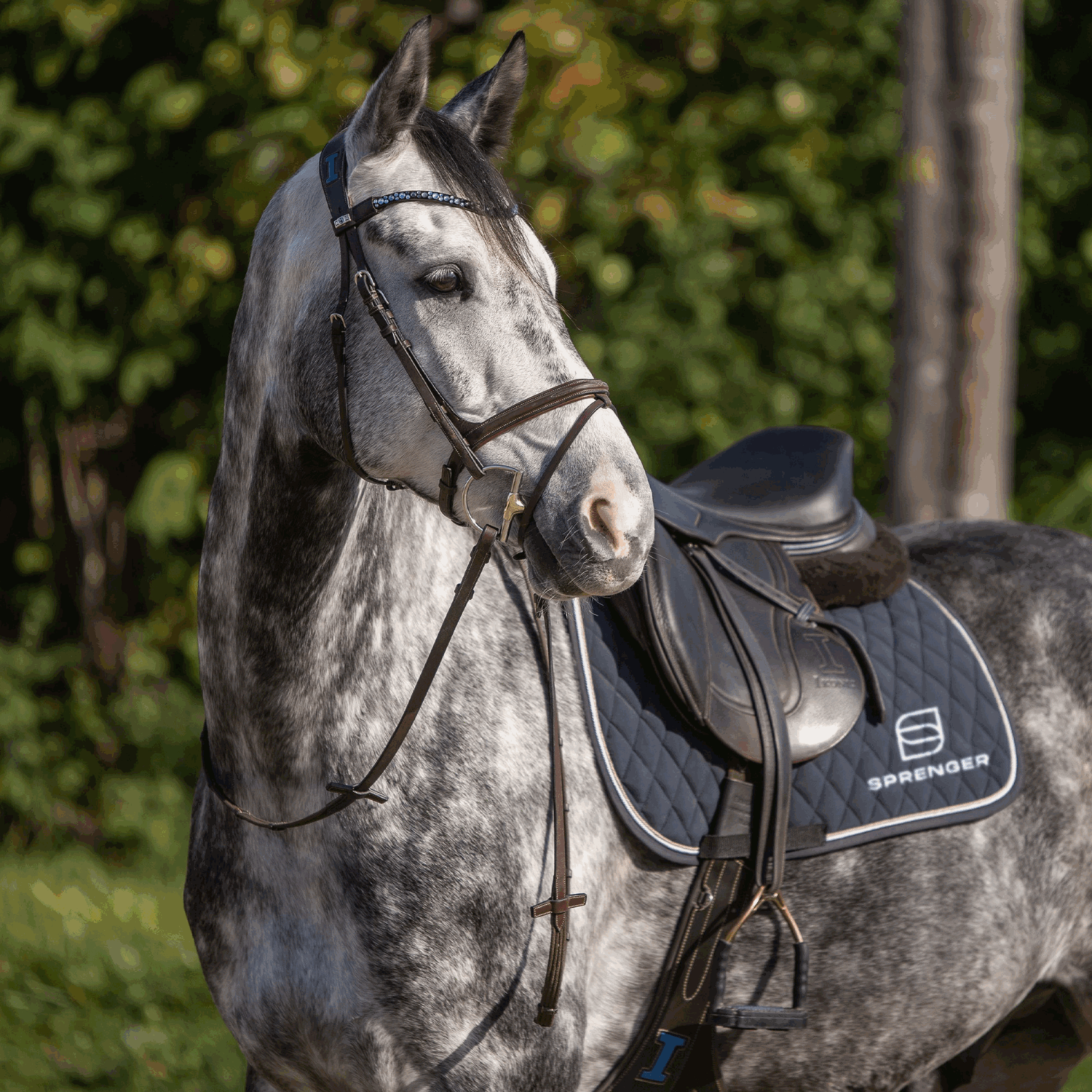 Dynamic RS Hunter Jumper D Ring 14 mm doppelt gebrochen | Hunter_Jumper_01.png | 1731065640