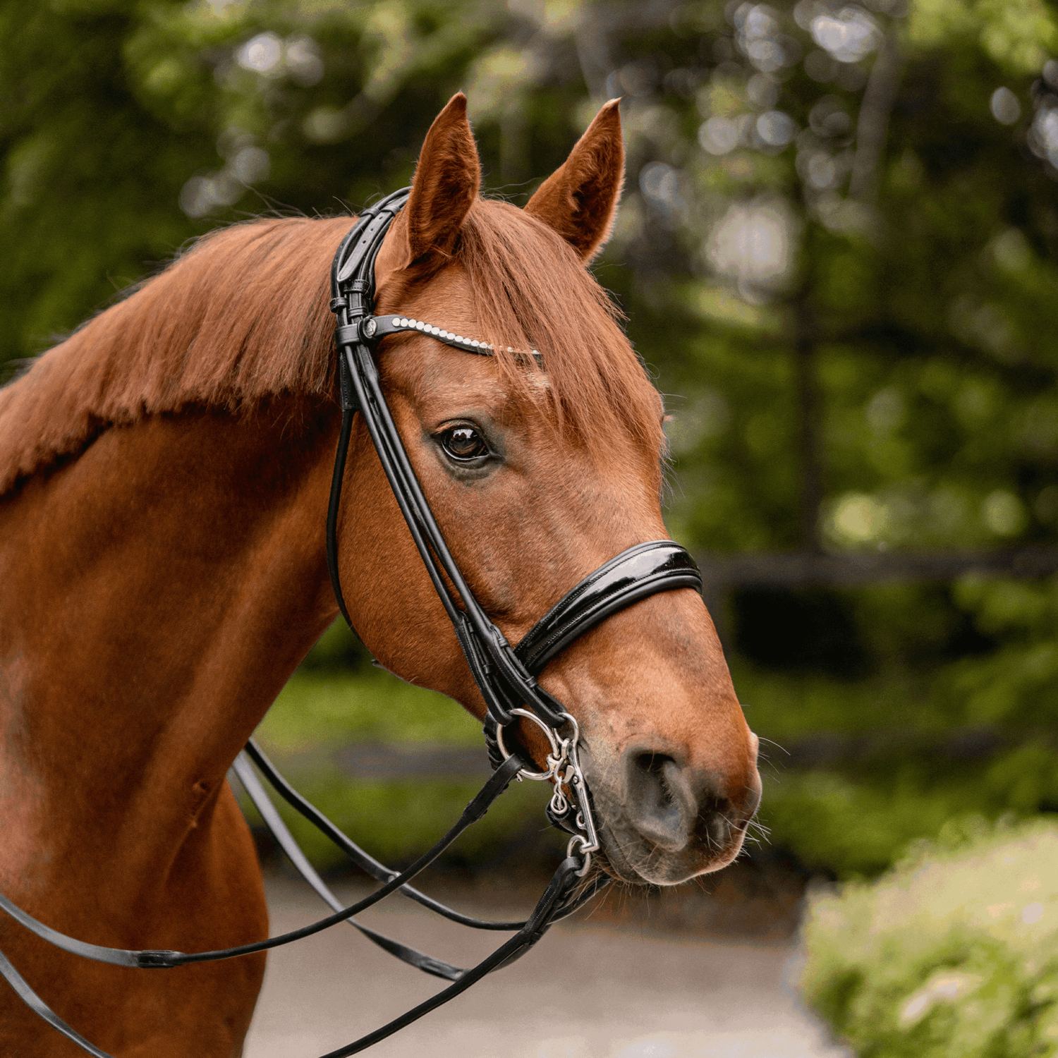 WH ULTRA Unterlegtrense | Kandare_kurze_Anzuege_4.png | 1731065415