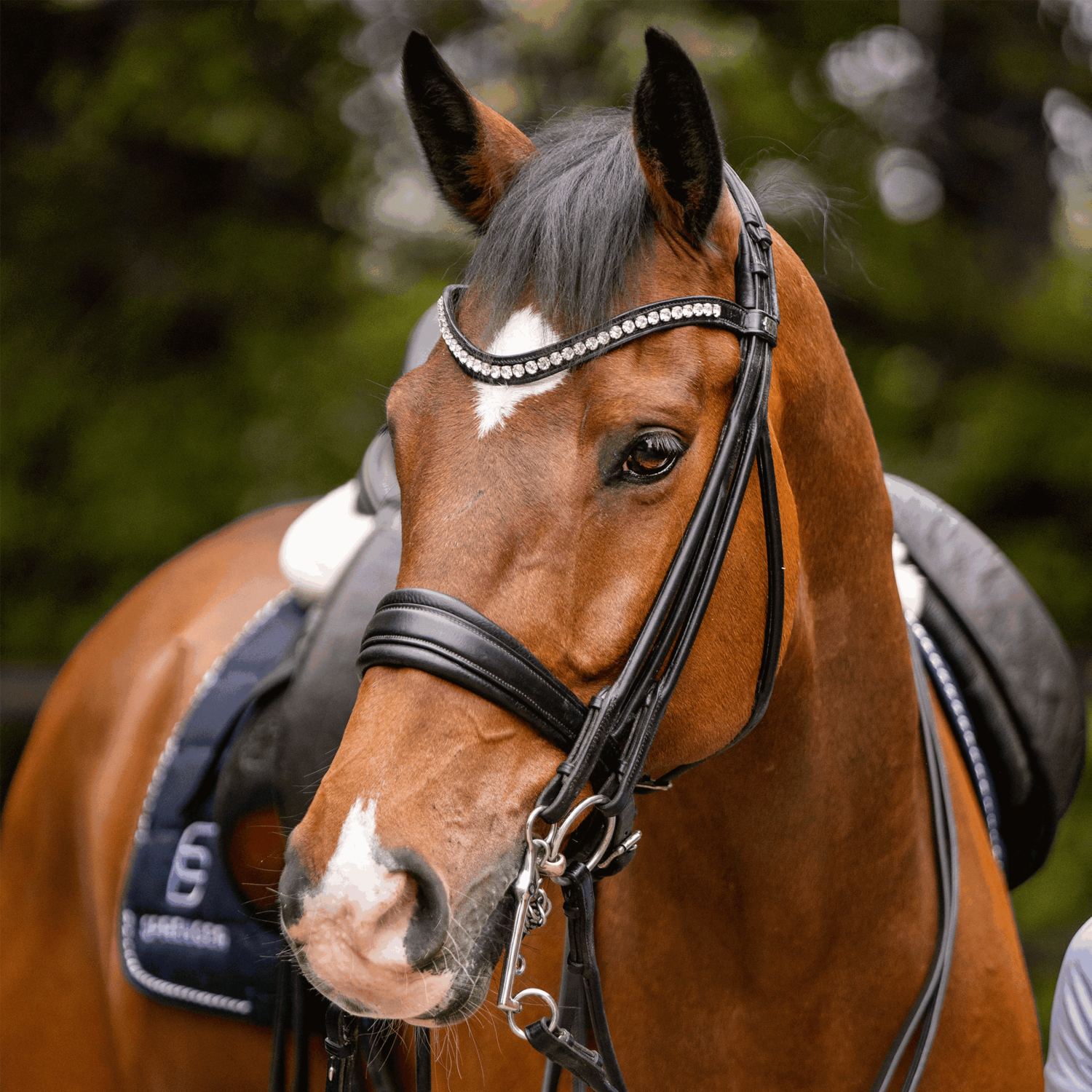 Französische Reitkandare 14 mm Sensogan | Kandare_lange_Anzuege_2.png | 1731065434