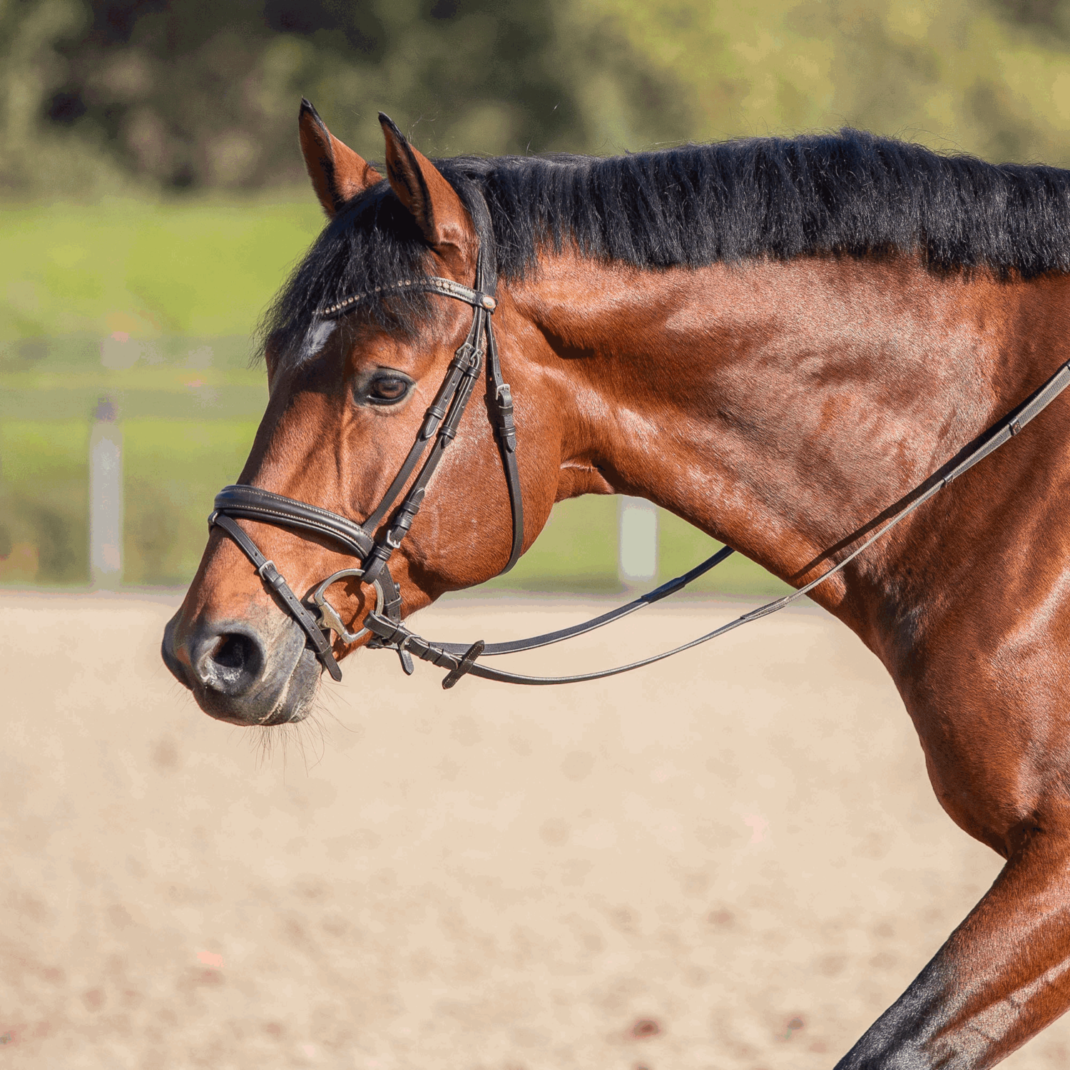 Olivenkopftrense mit D förmigen Ringen 14 mm doppelt gebrochen Sensogan an einem braunen Pferd