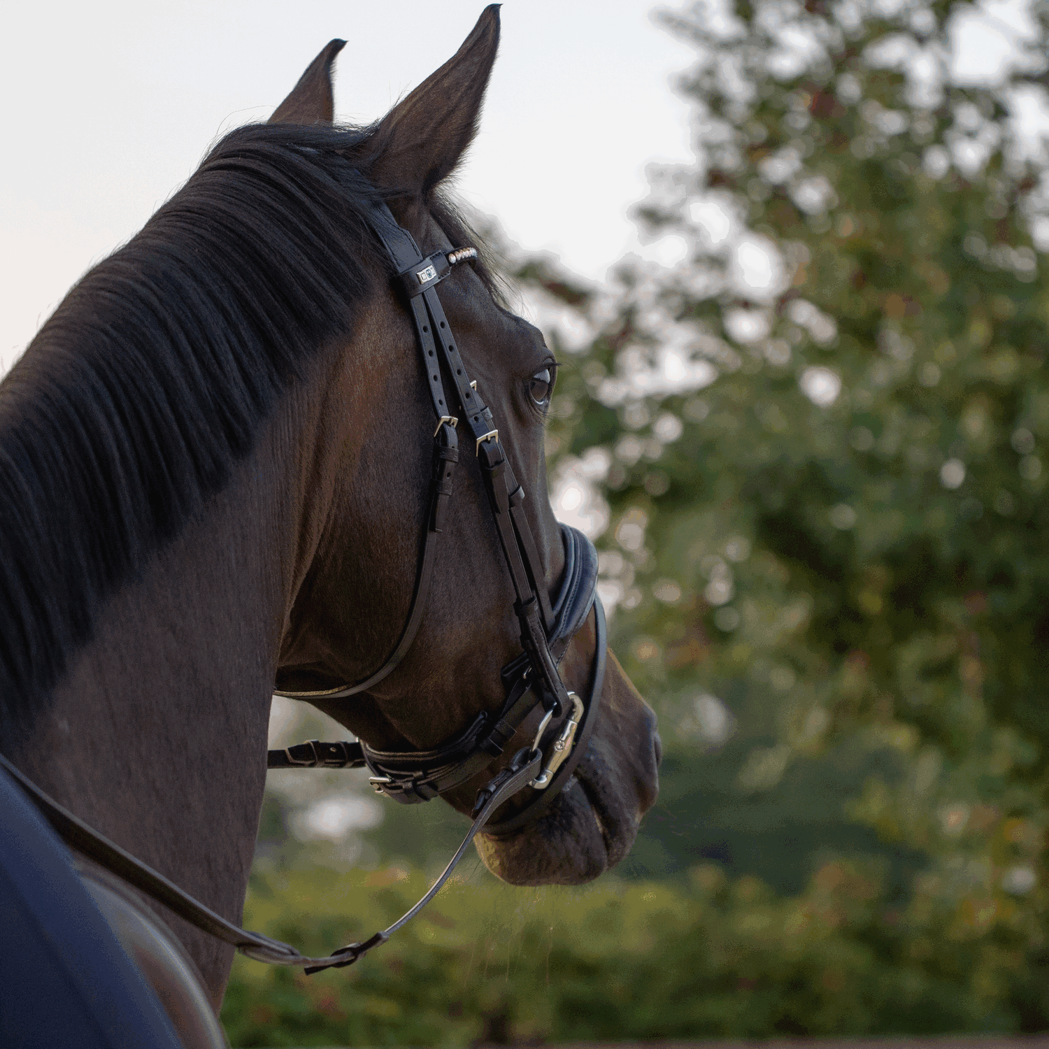 Dynamic RS Shinebright Olivenkopfgebiss mit D förmigem Ring 16 mm doppelt gebrochen | Shine_Bright_flach_Einsatz.png