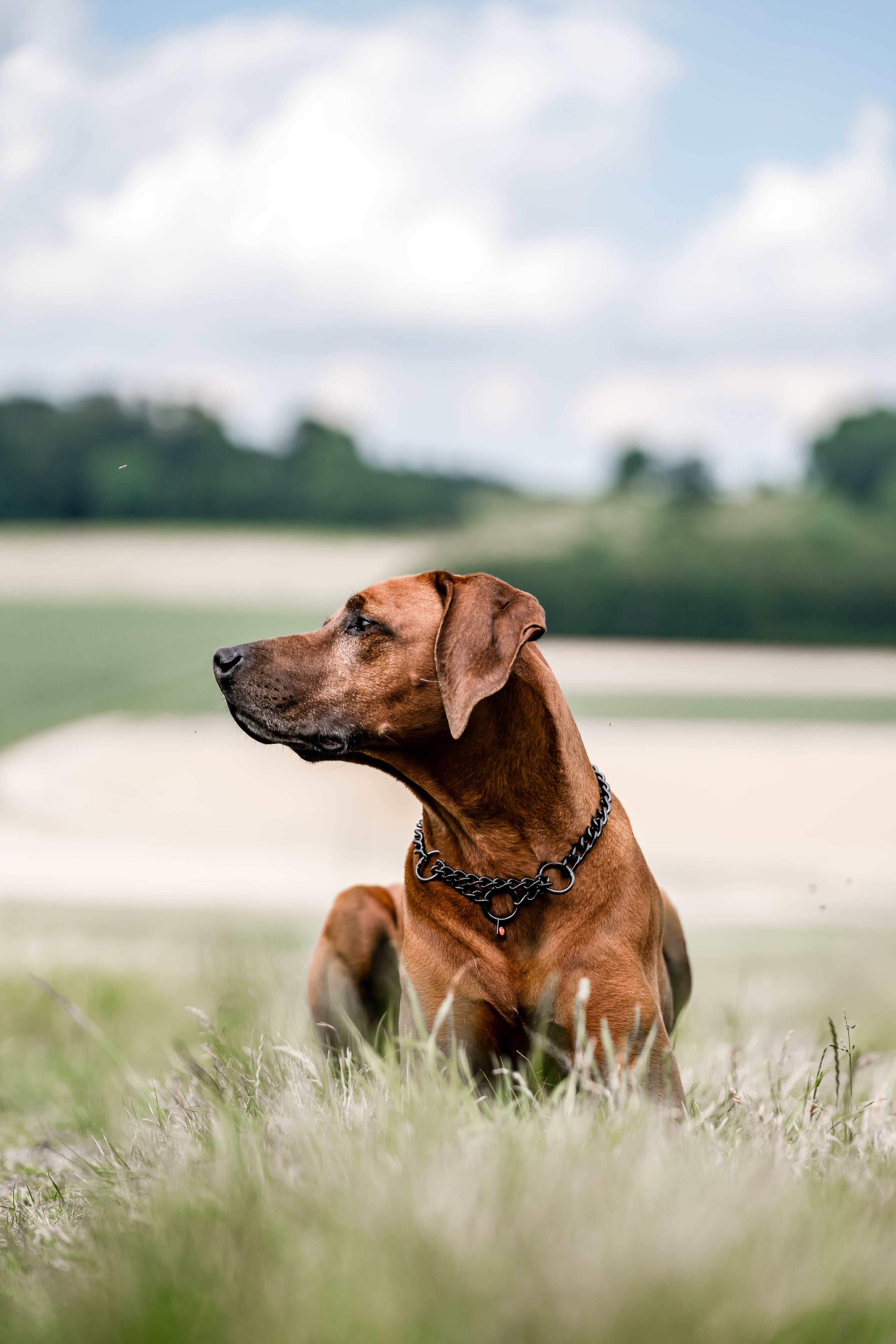 brauner Hund mit Halskette auf einer Wiese