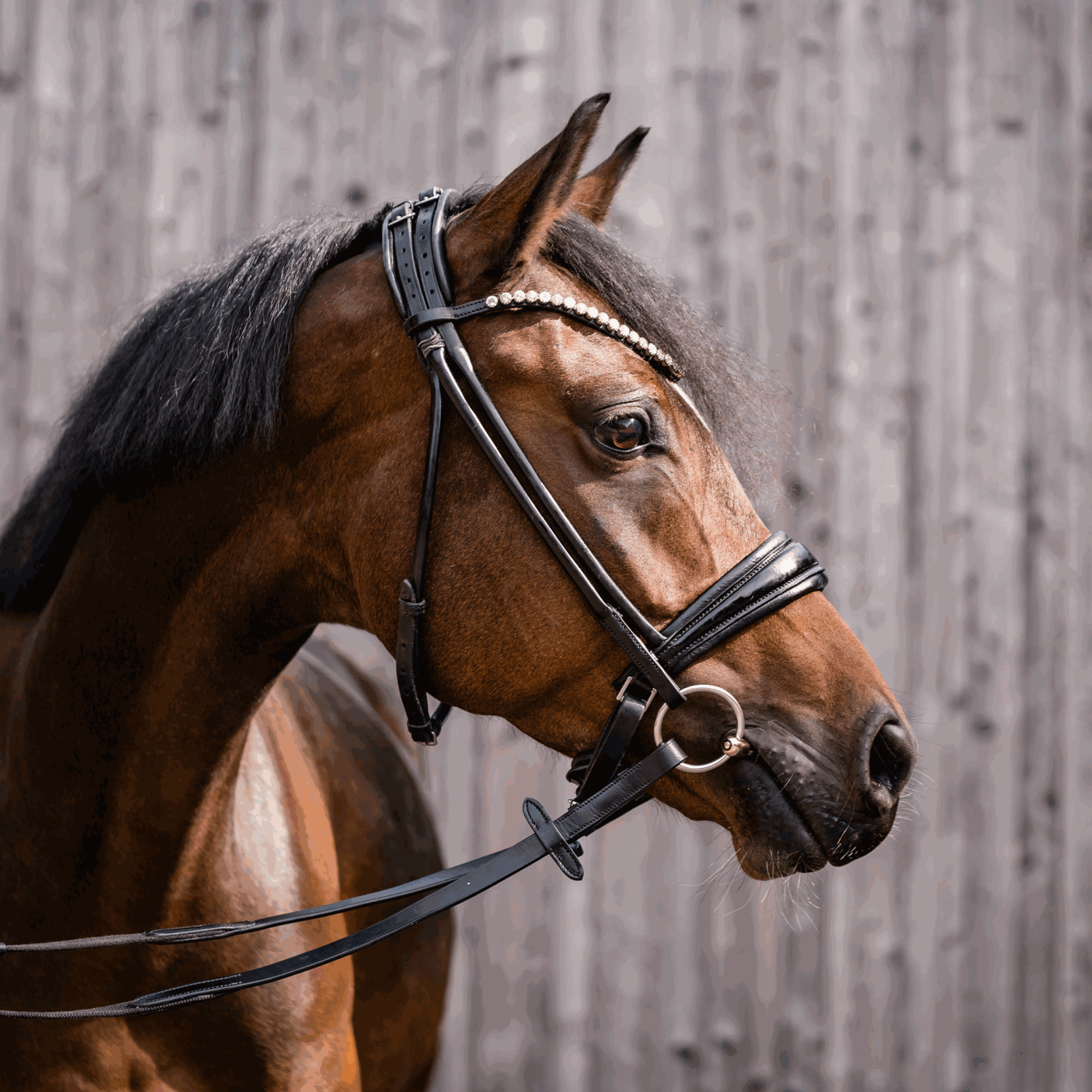 Dynamic RS Unterlegtrense 14 mm doppelt gebrochen | Unterlegtrense_Pony_01.png