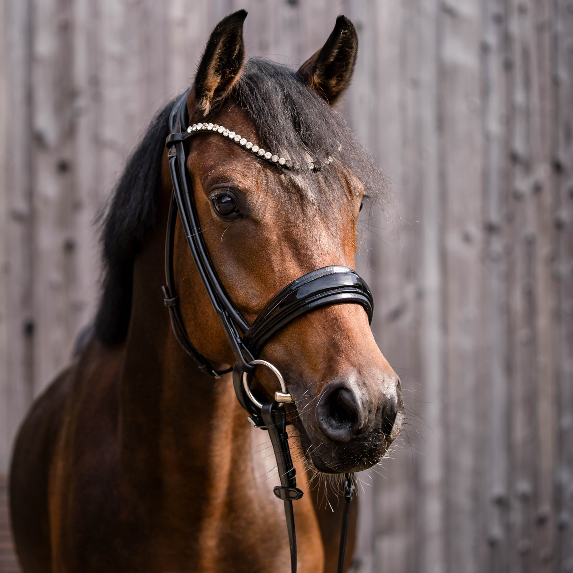 Dynamic RS Unterlegtrense 14 mm doppelt gebrochen | Unterlegtrense_Pony_02.png