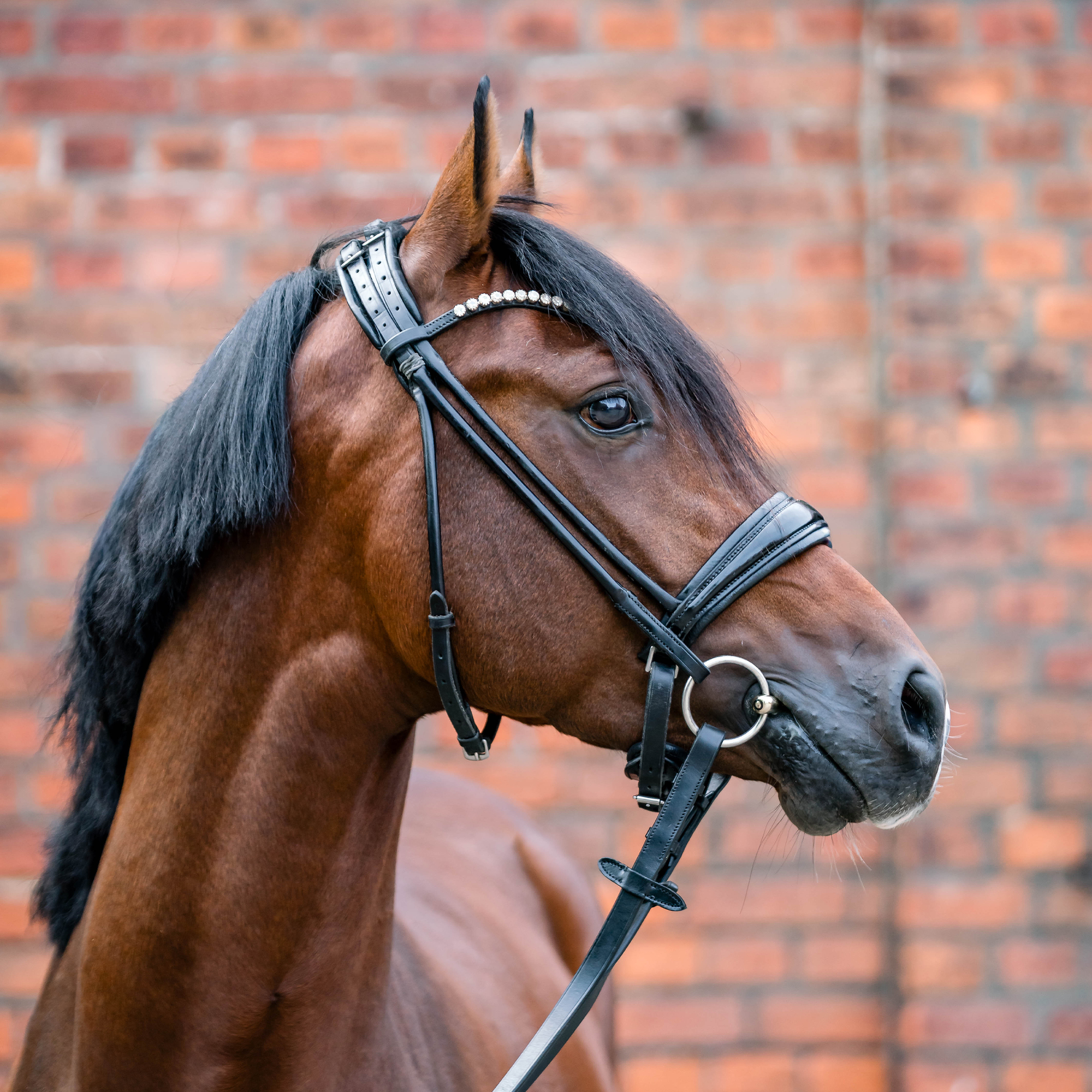 Dynamic Pony / Island Gebiss 12 mm einfach gebrochen | Unterlegtrense_Pony_03.png