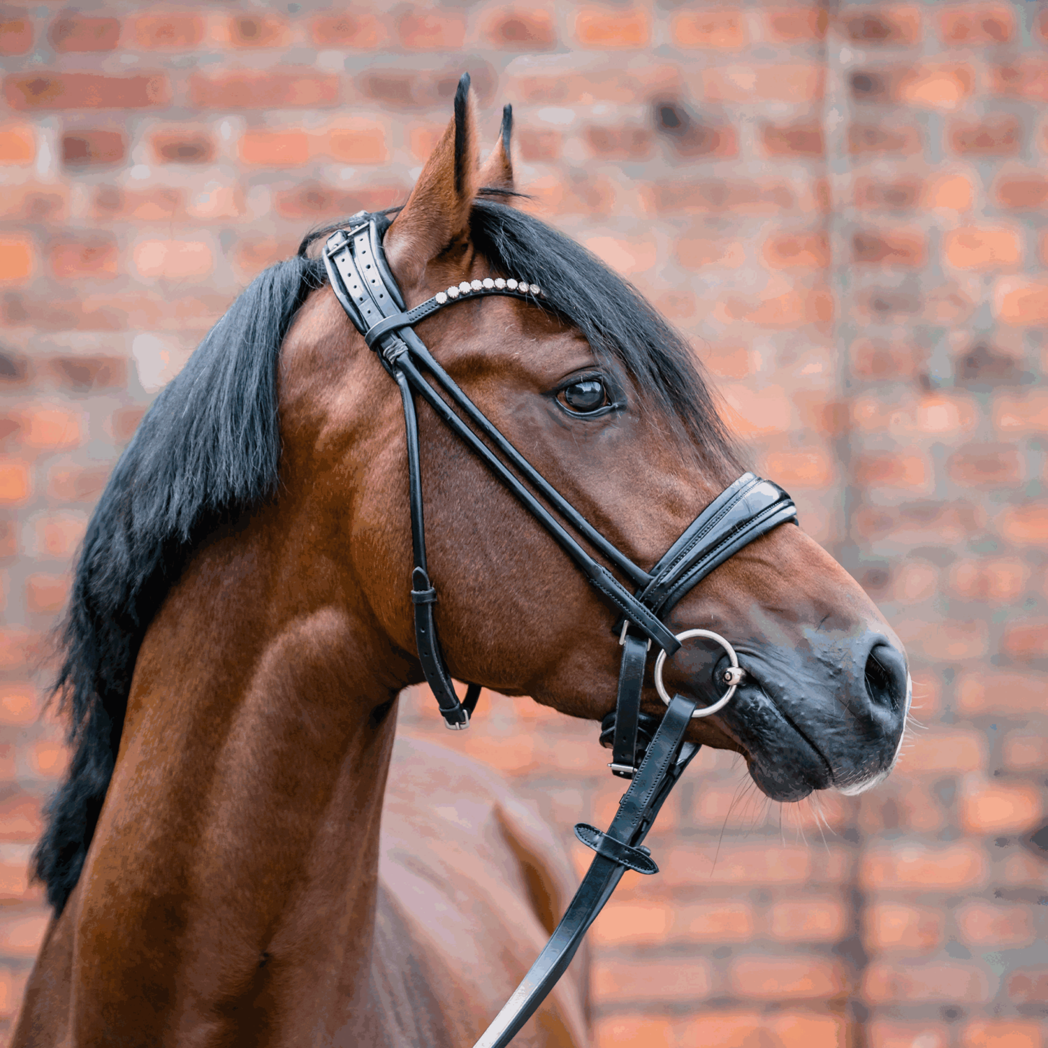 WH ULTRA Unterlegtrense | Unterlegtrense_Pony_03.png