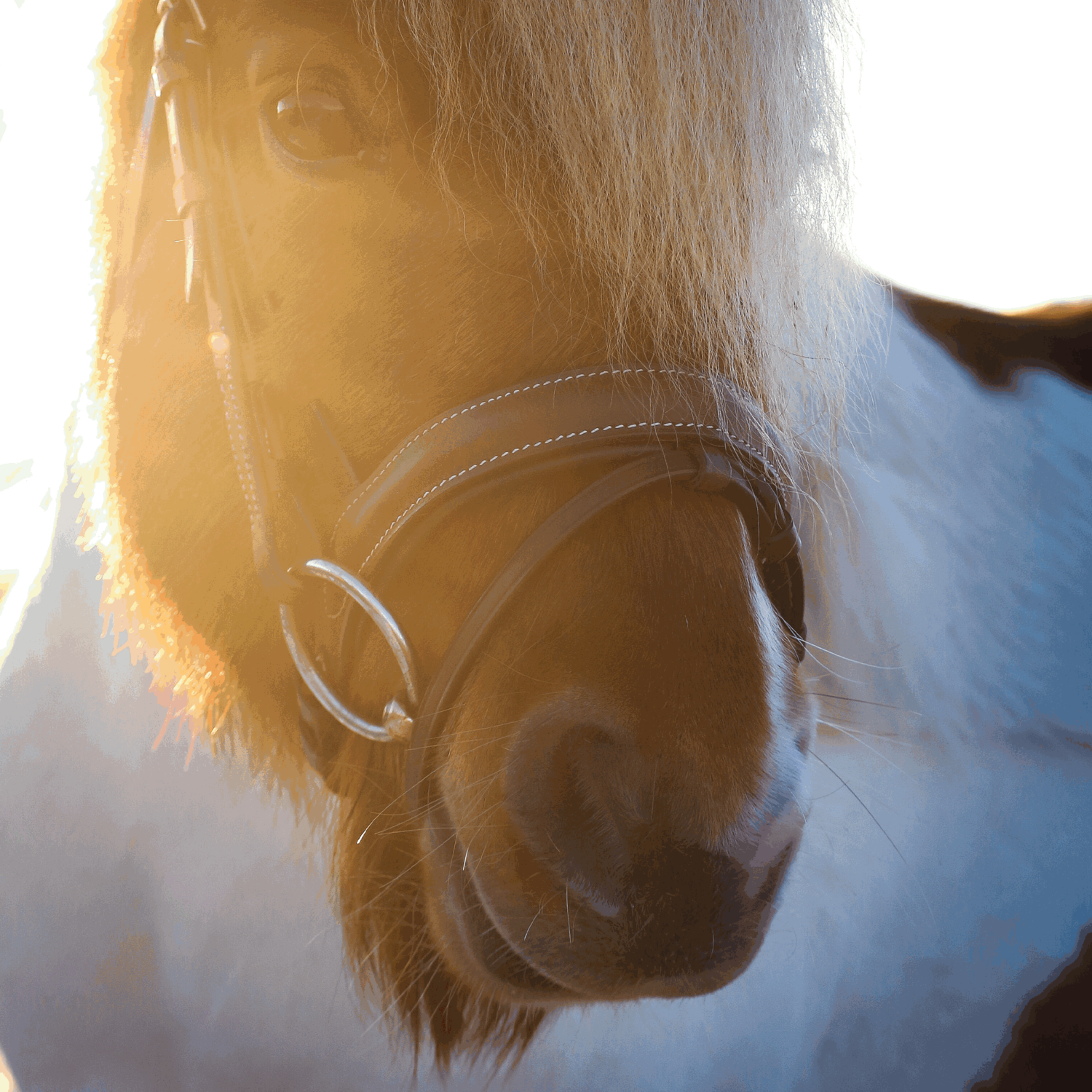 Dynamic Pony / Island Gebiss 12 mm einfach gebrochen | Unterlegtrense_Pony_1.png | 1731065772