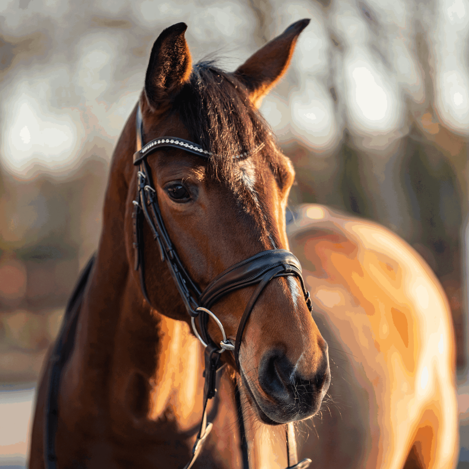 TURNADO Wassertrense Edelstahl rostfrei | Wassertrense_Edelstahl_1.png
