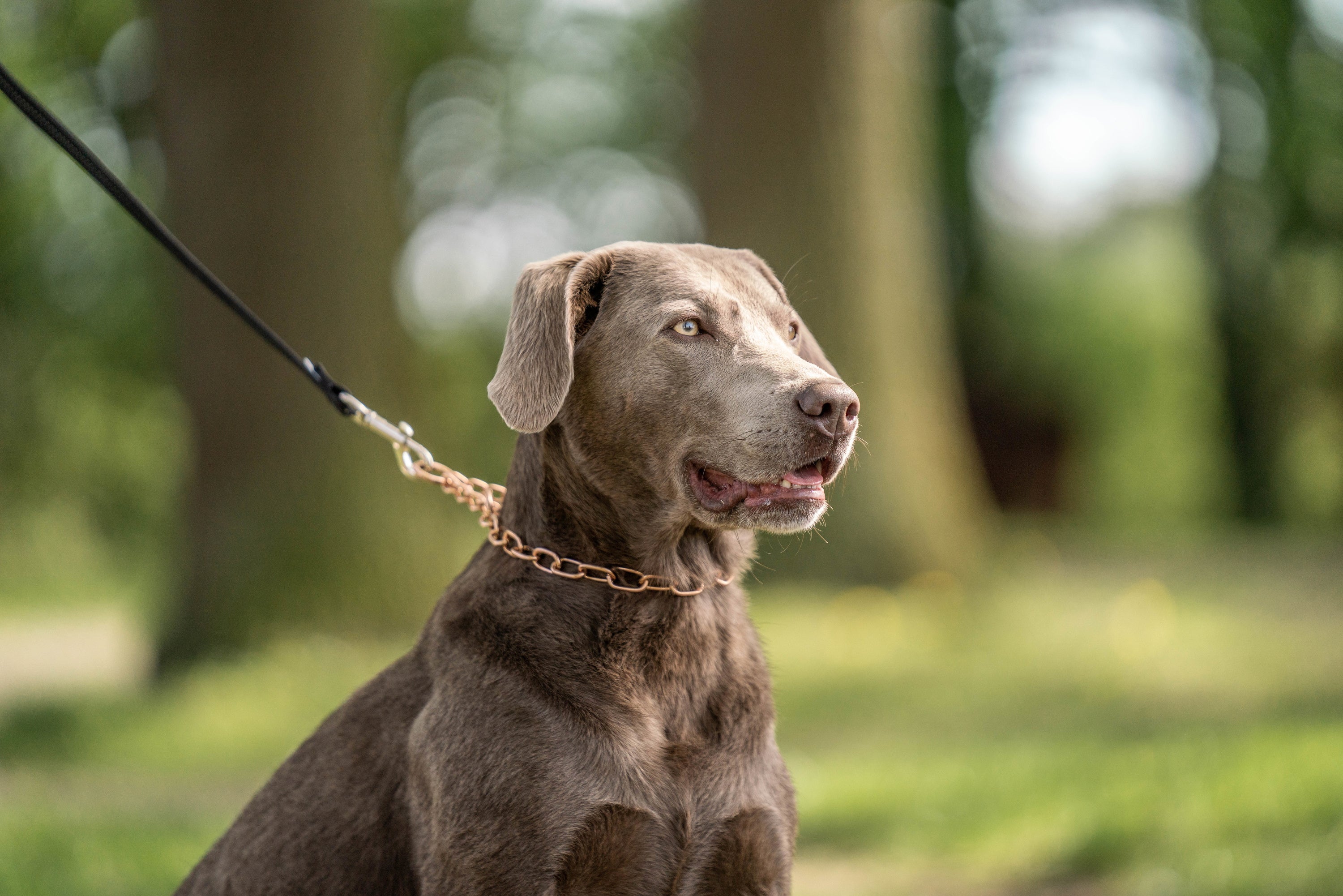 Dog chains for dogs hot sale