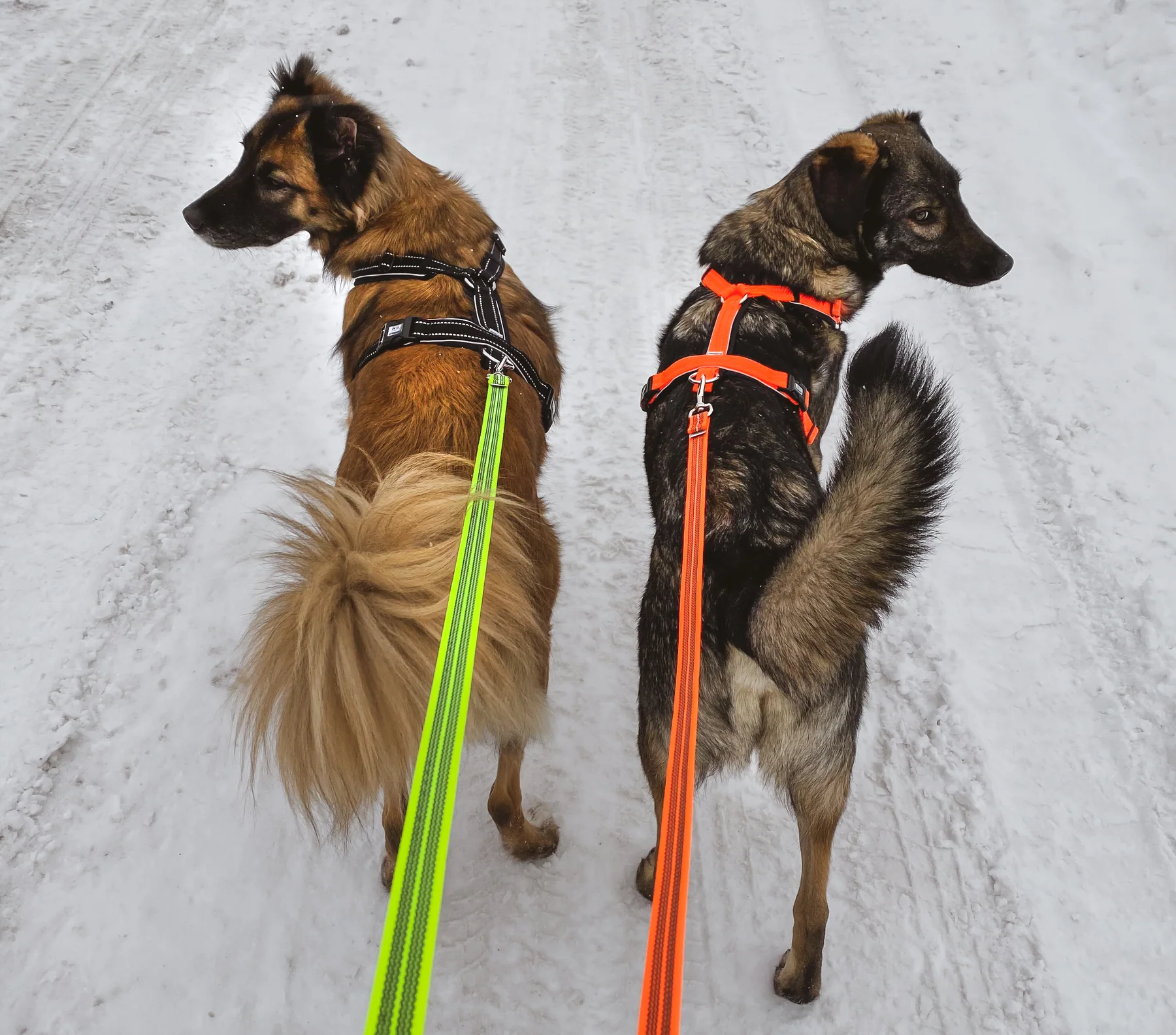 Zwei Hunde stehen auf einem schneebedeckten Weg und blicken in entgegengesetzte Richtungen. Der Hund auf der linken Seite hat ein braunes Fell mit einem langen, lockigen Schwanz und trägt ein schwarzes Geschirr mit einer grellen grünen Leine. Der Hund auf der rechten Seite hat ein grau-braunes Fell, einen buschigen Schwanz und trägt ein oranges Geschirr mit einer leuchtend orangefarbenen Leine.