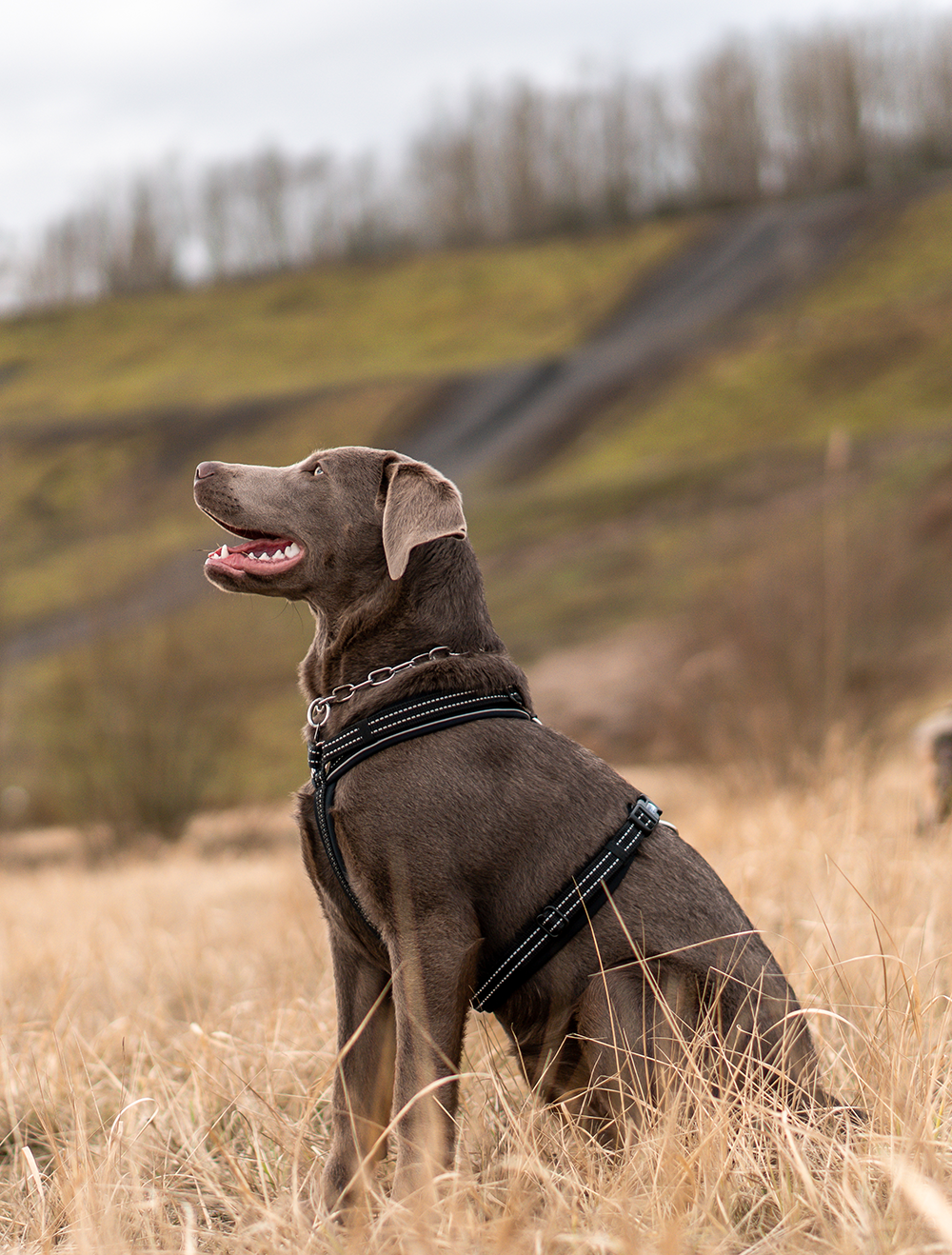 Ein brauner Hund sitzt auf einem bewachsenen Feld und blickt nach rechts. Er trägt ein schwarzes Geschirr und hat ein freundliches Gesicht mit offenem Maul, während er die Umgebung beobachtet. Im Hintergrund sind sanfte Hügel und kahle Bäume zu sehen.