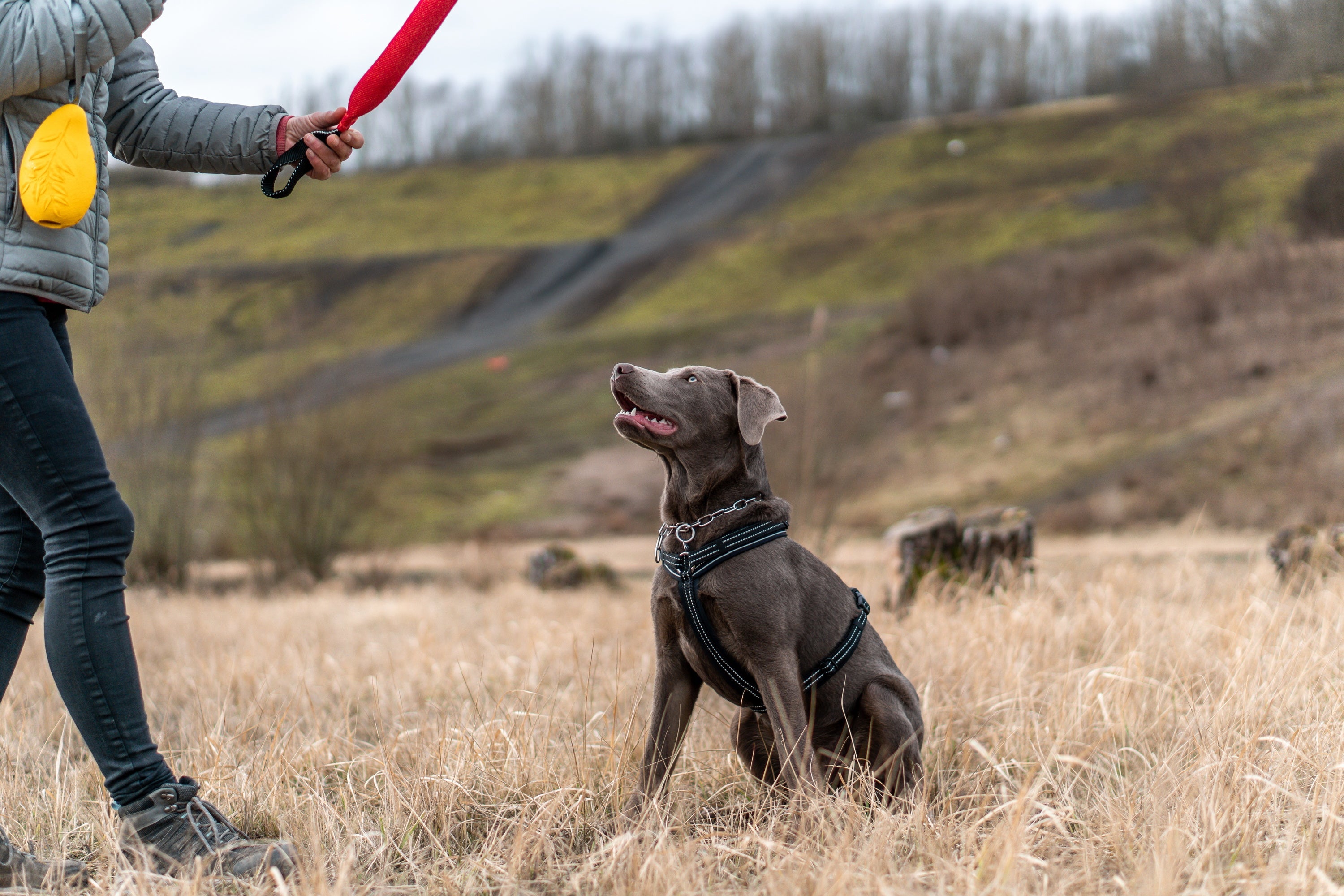 Hund mit Edelstahl Kettenhalsband und schwarzen Y-Geschirr