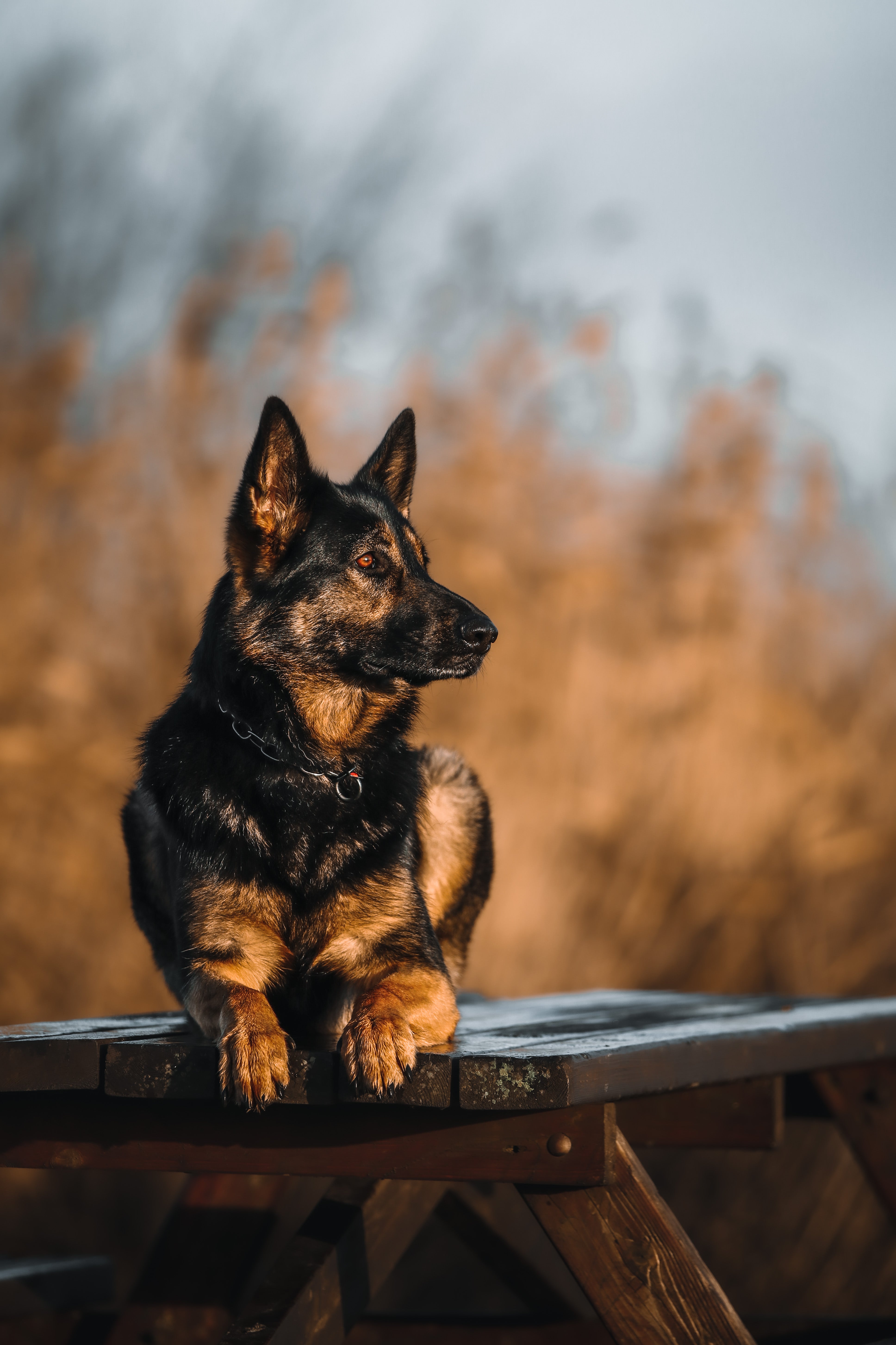 gsdpaige schwarze Kette